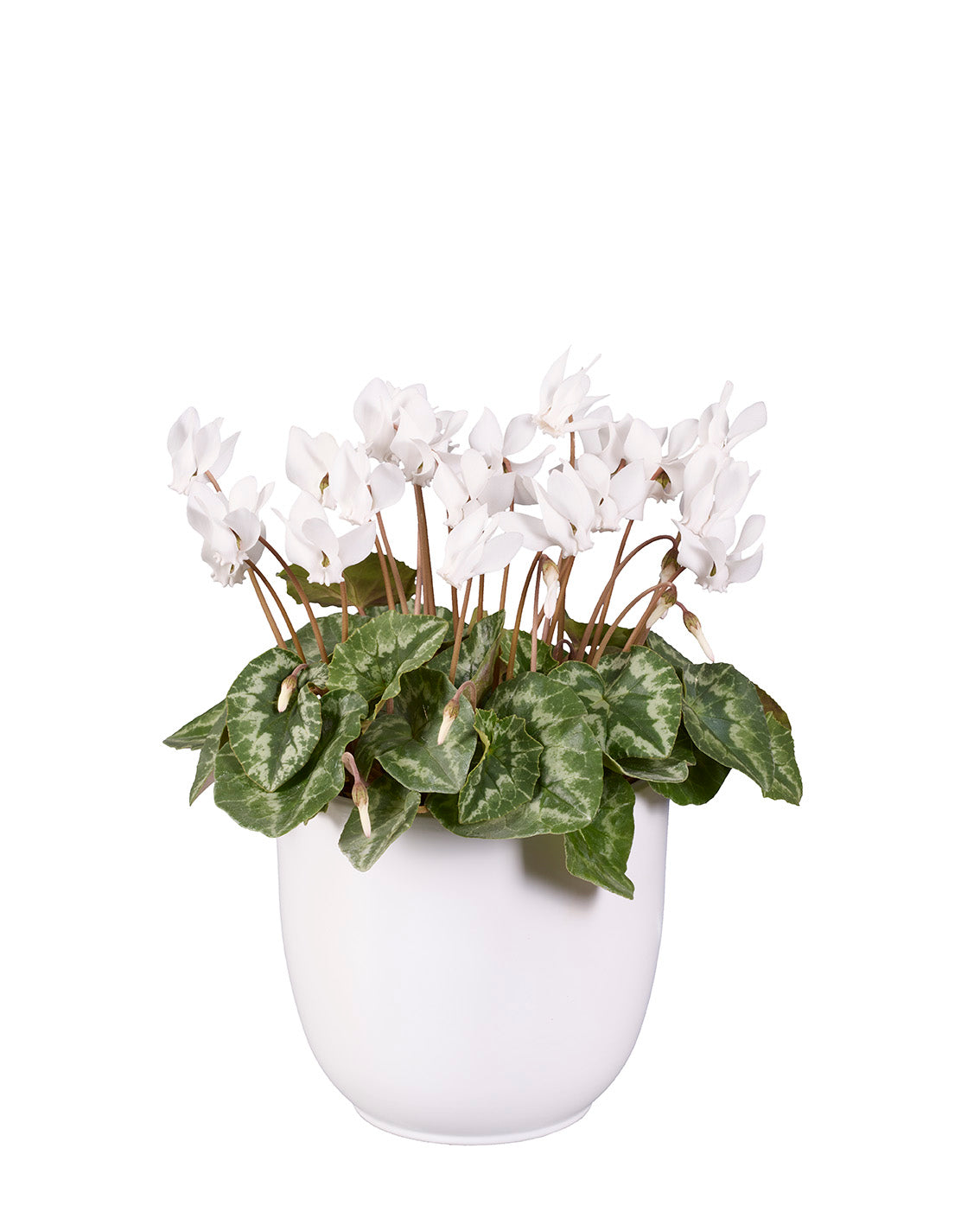 Cyclamen hederifolium