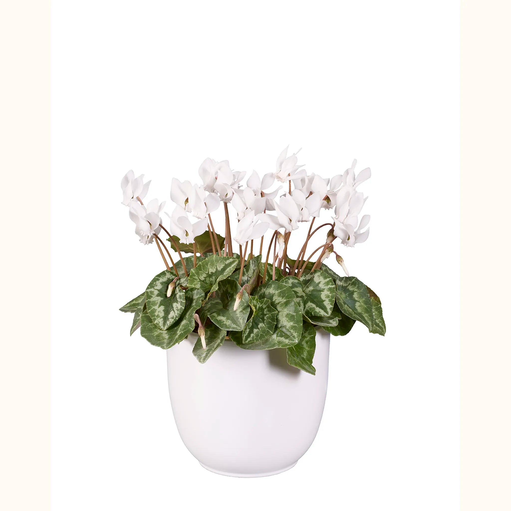Cyclamen hederifolium