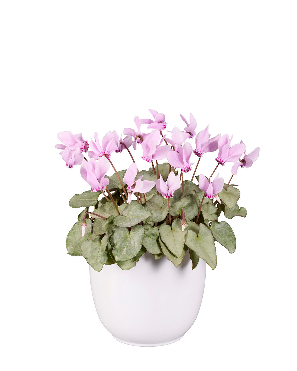 Cyclamen hederifolium