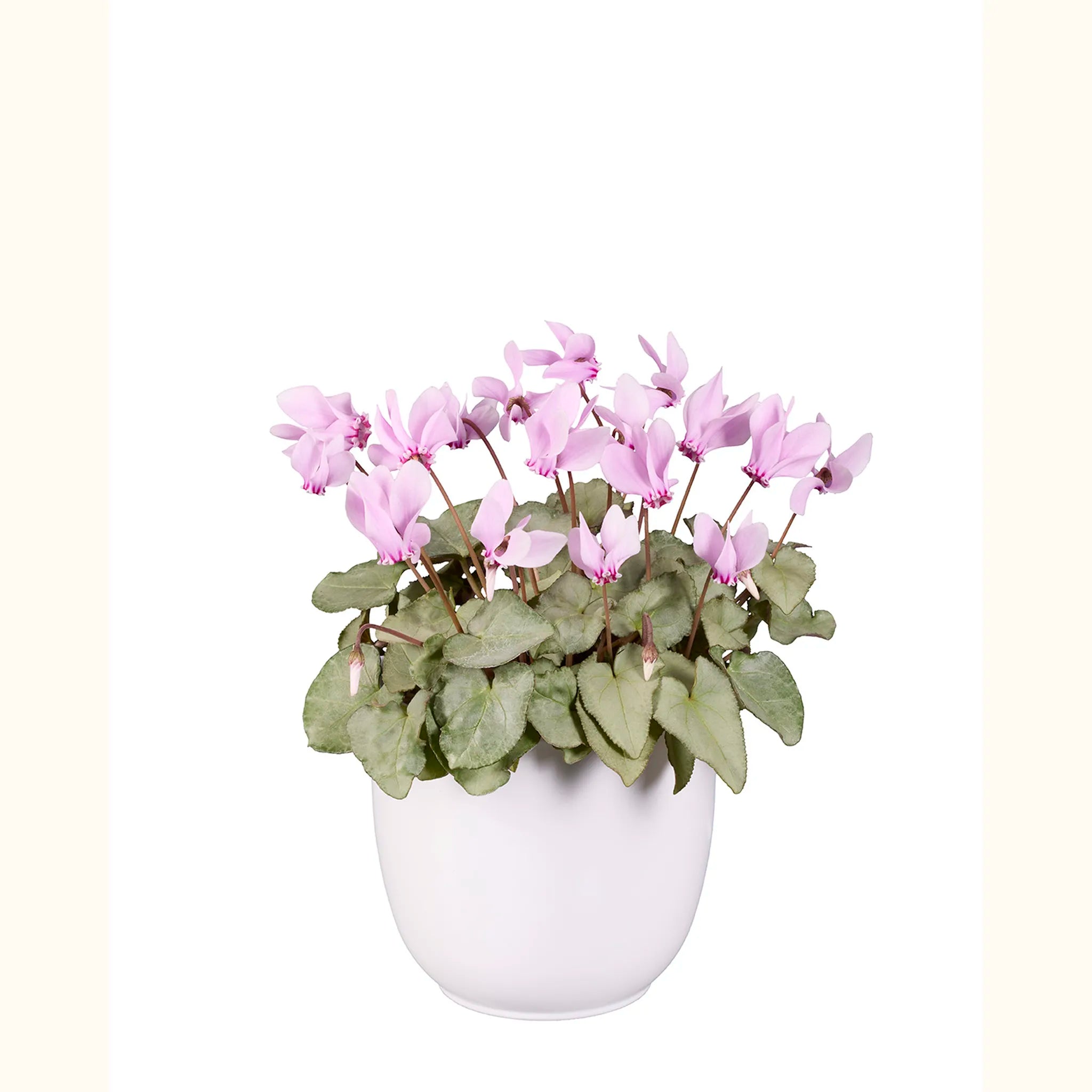 Cyclamen hederifolium