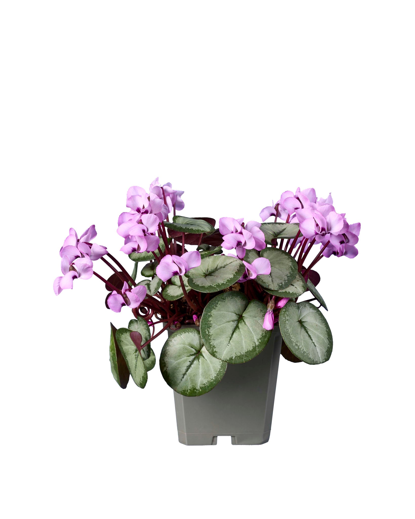 Cyclamen coum