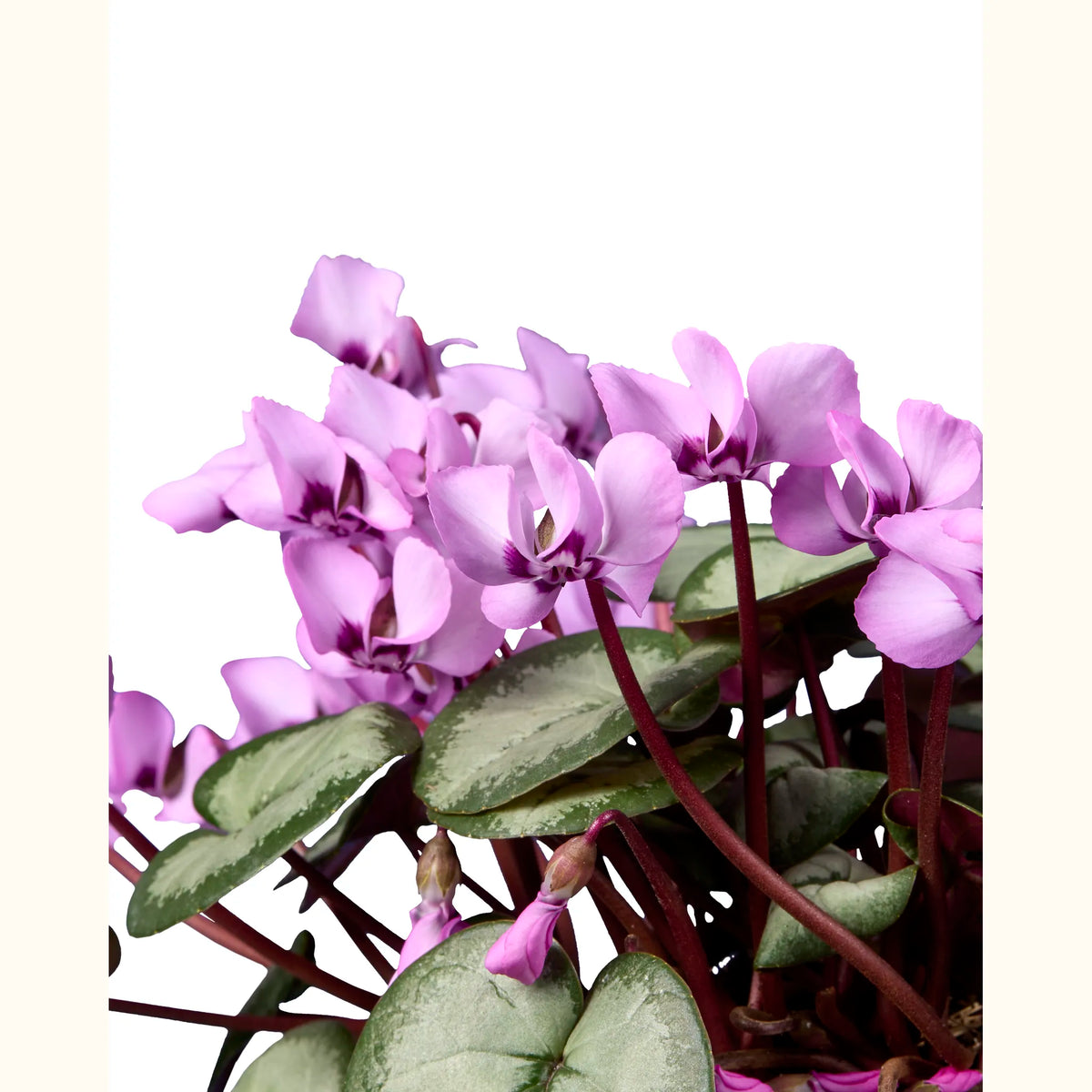 CYCL_coum_rose_argent_img_pshot_02.tif