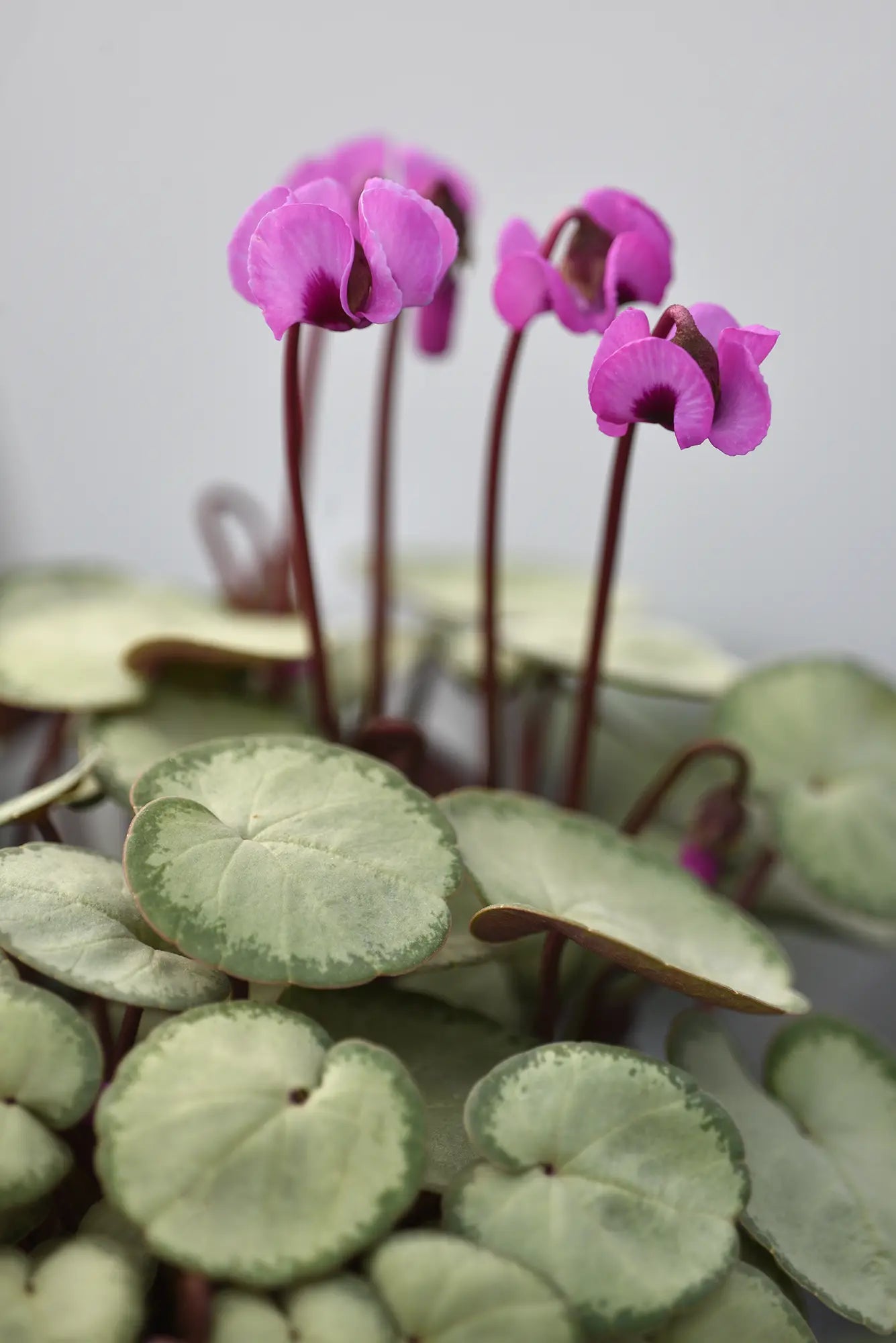 KOUMY® Dark pink silverleaf