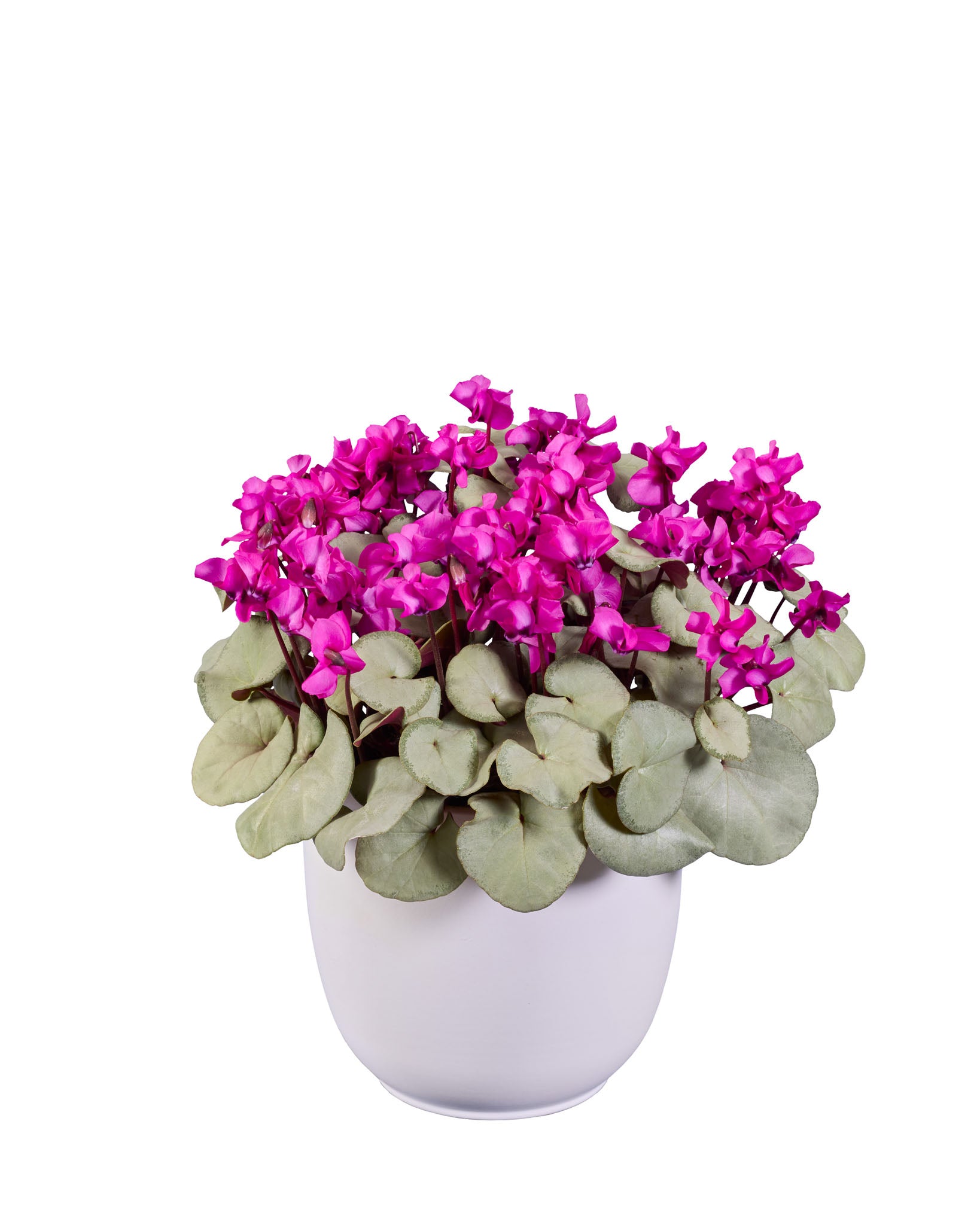 KOUMY® Dark pink silverleaf