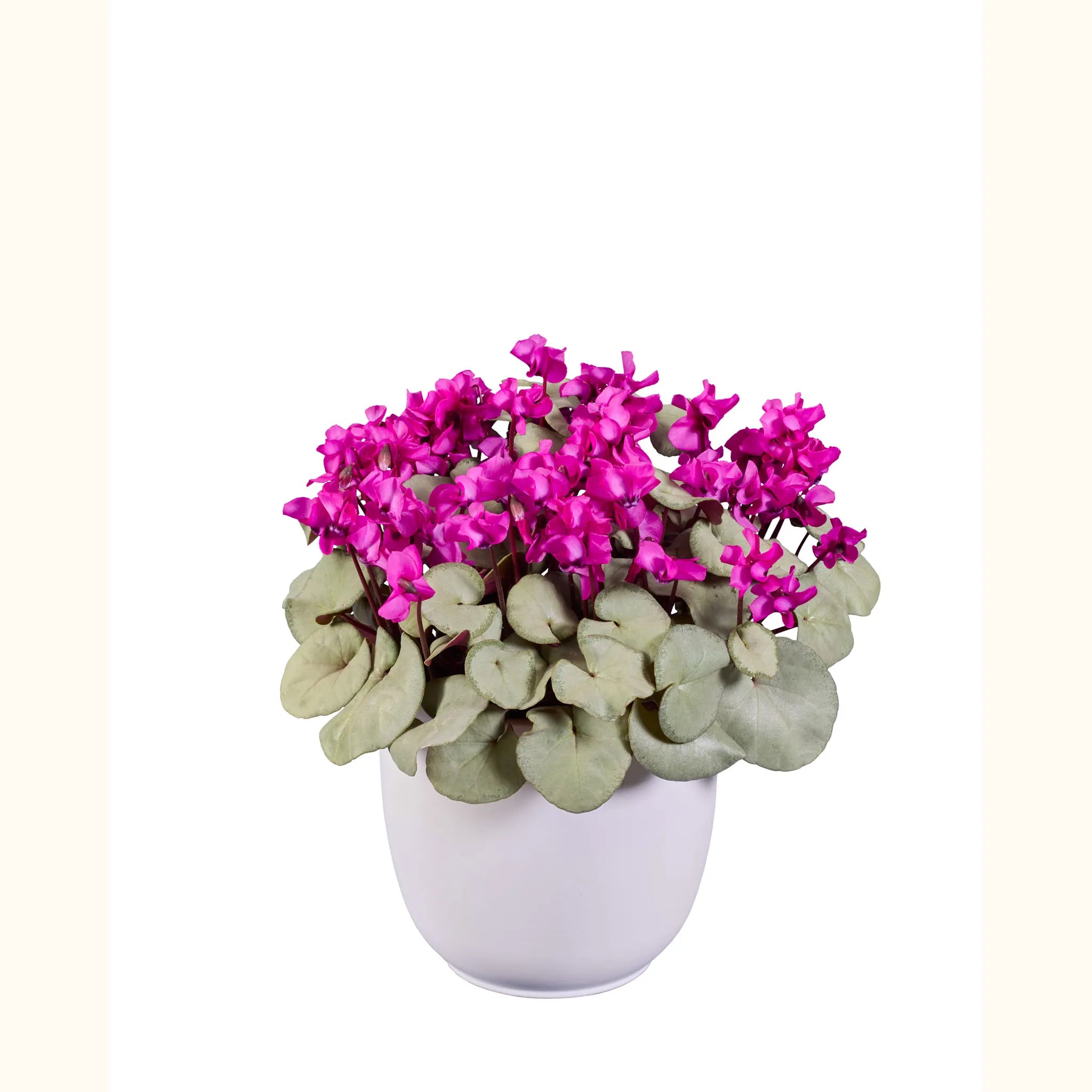 KOUMY® Rosa oscuro hoja plateada