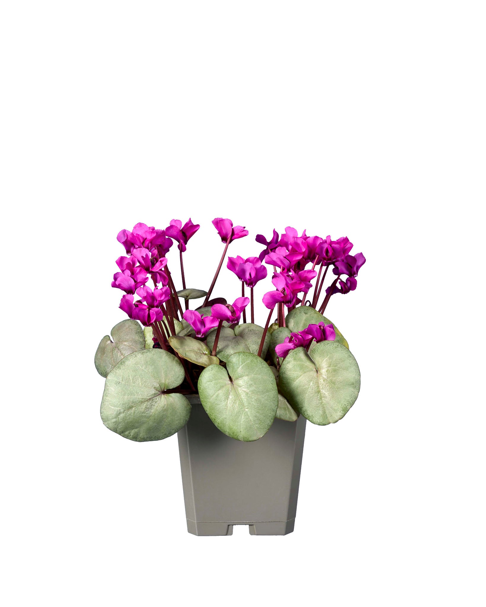 Cyclamen coum