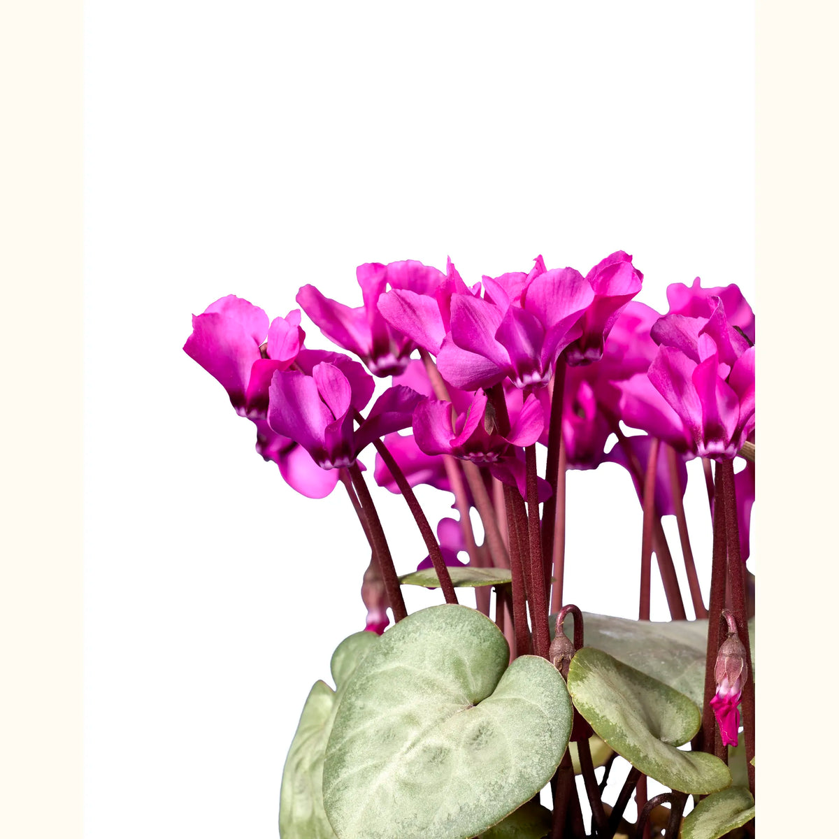 CYCL_coum_rose_gris_img_pshot_02.tif