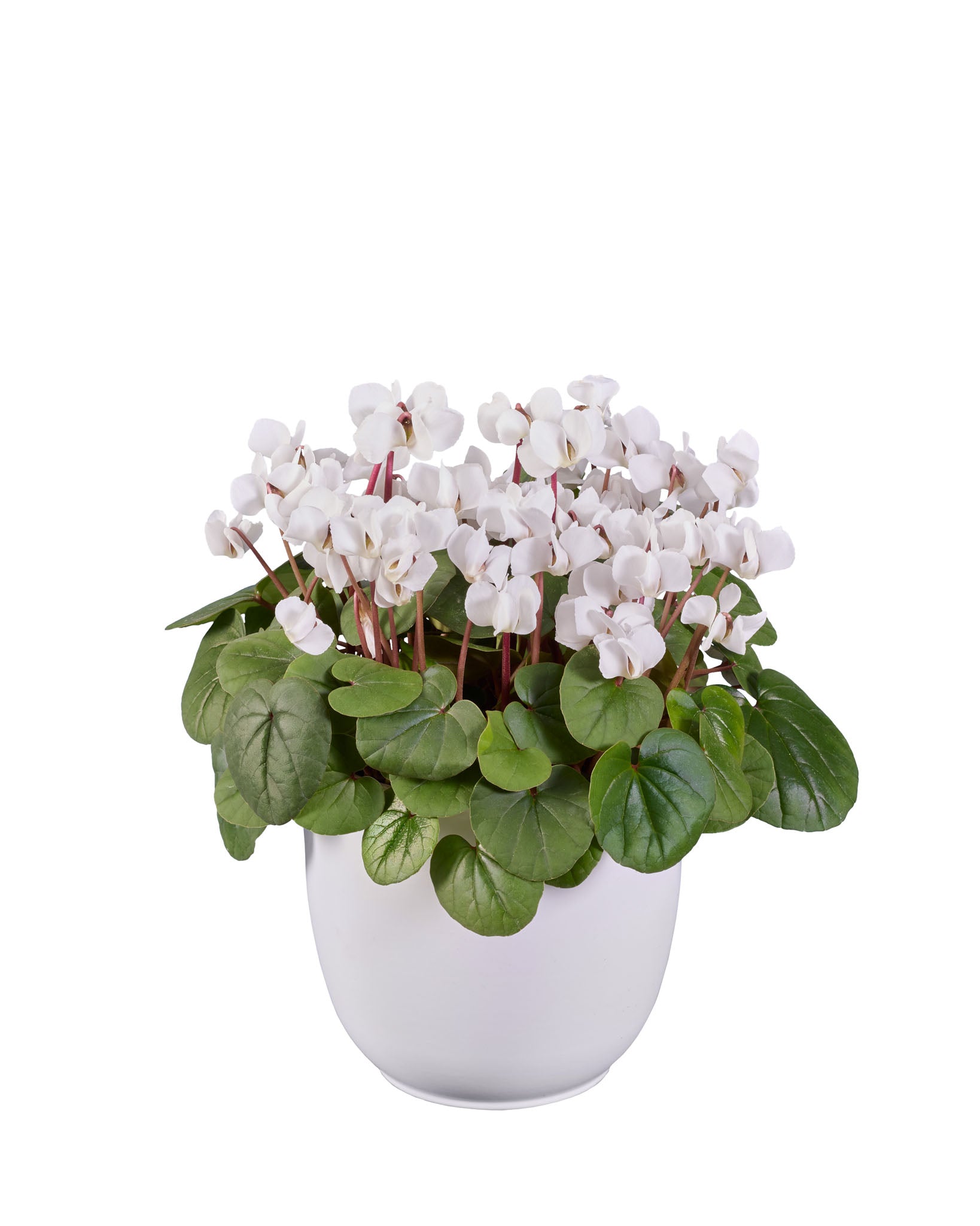 KOUMY® Pure white green leaf