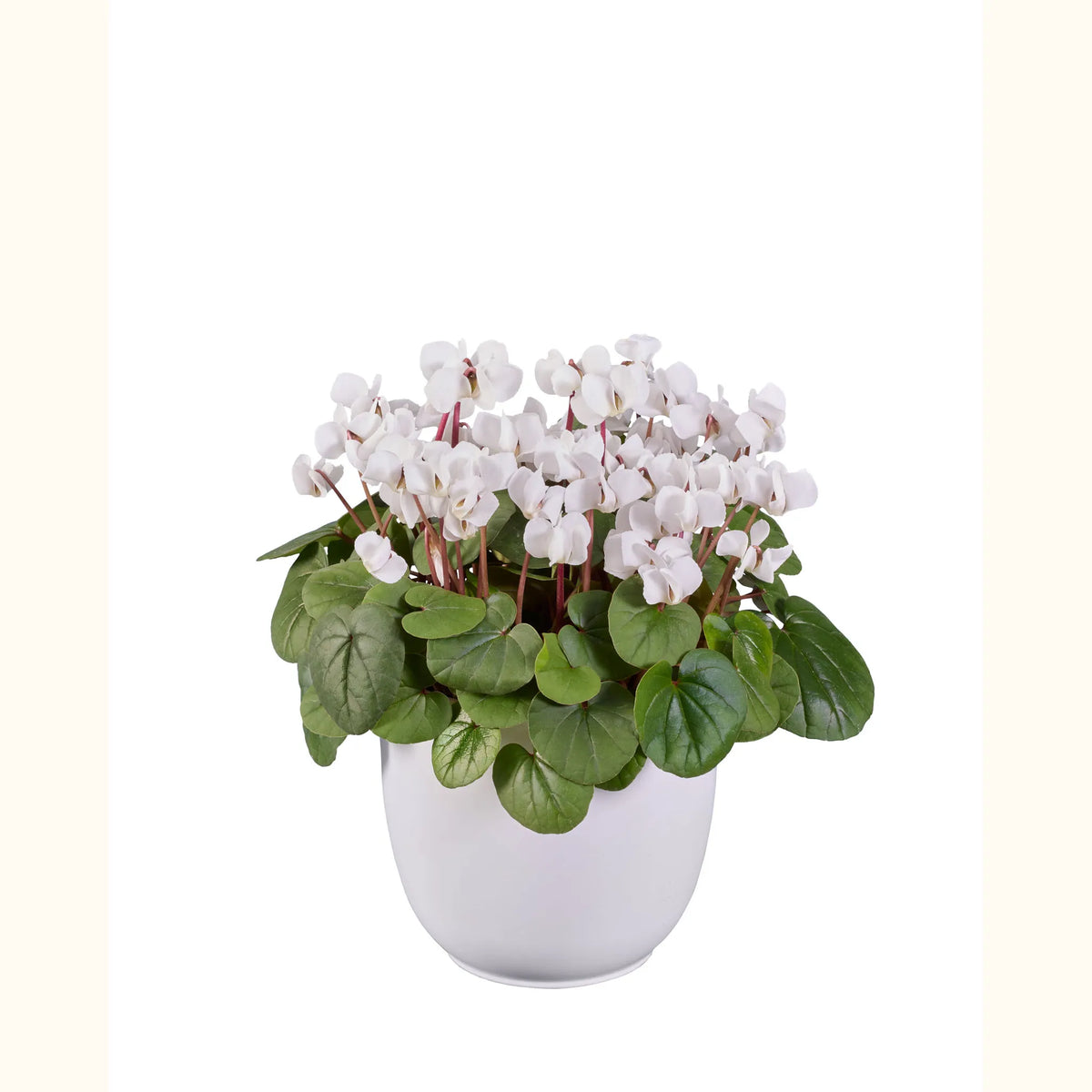 KOUMY® Blanc pur feuillage vert