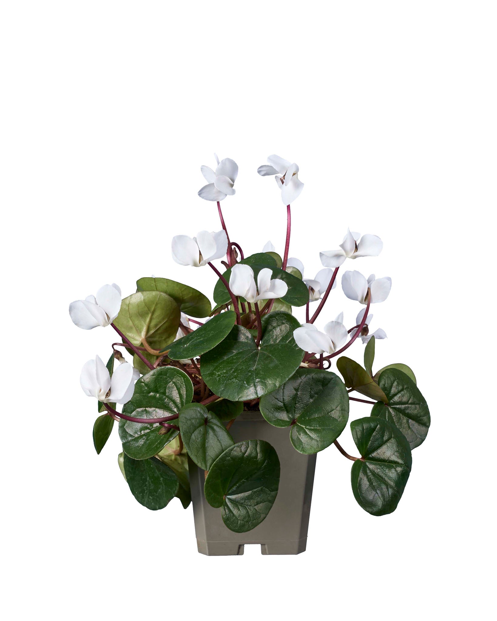 Cyclamen coum