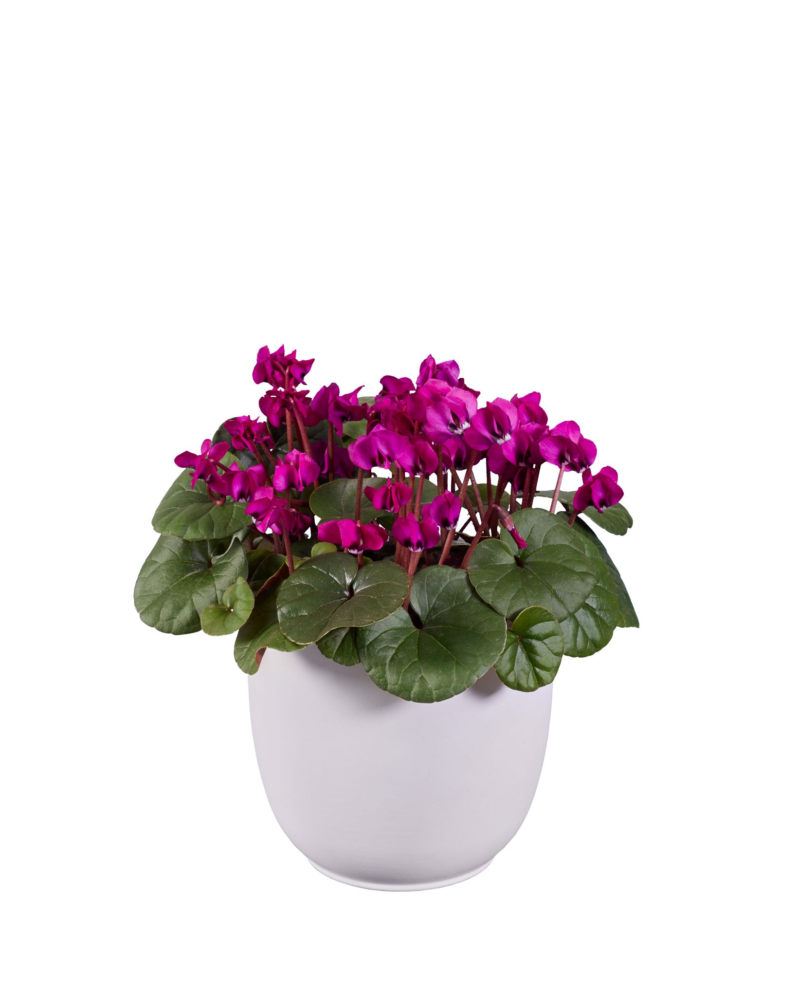 KOUMY® Dark pink green leaf