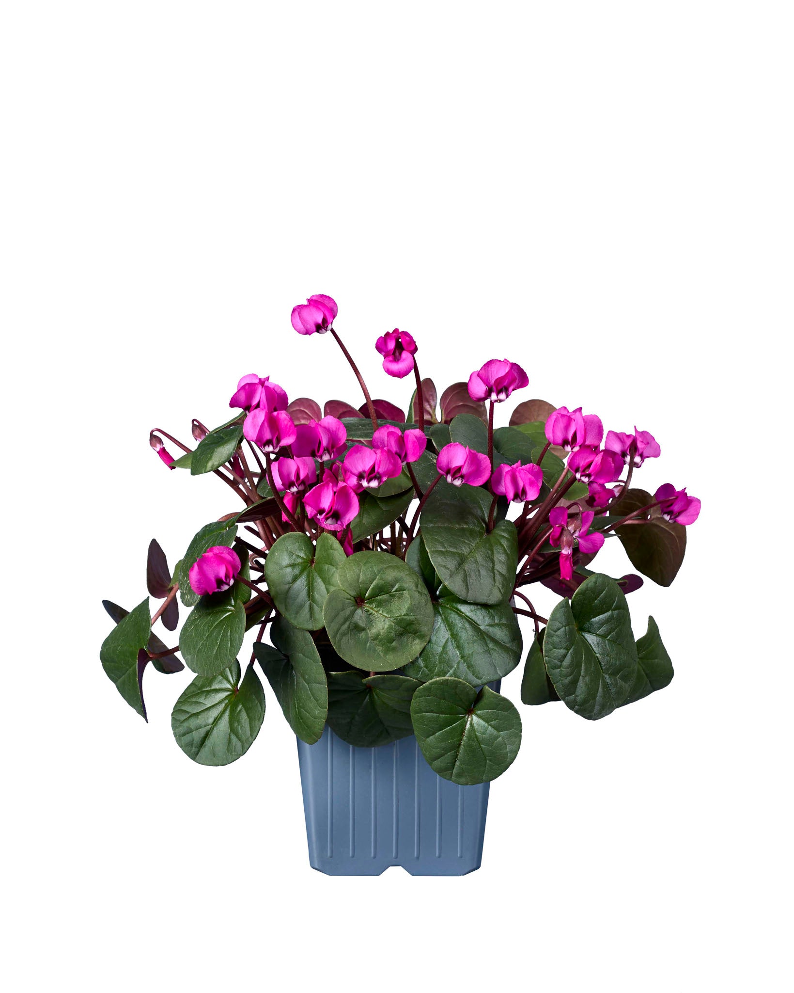 Cyclamen coum