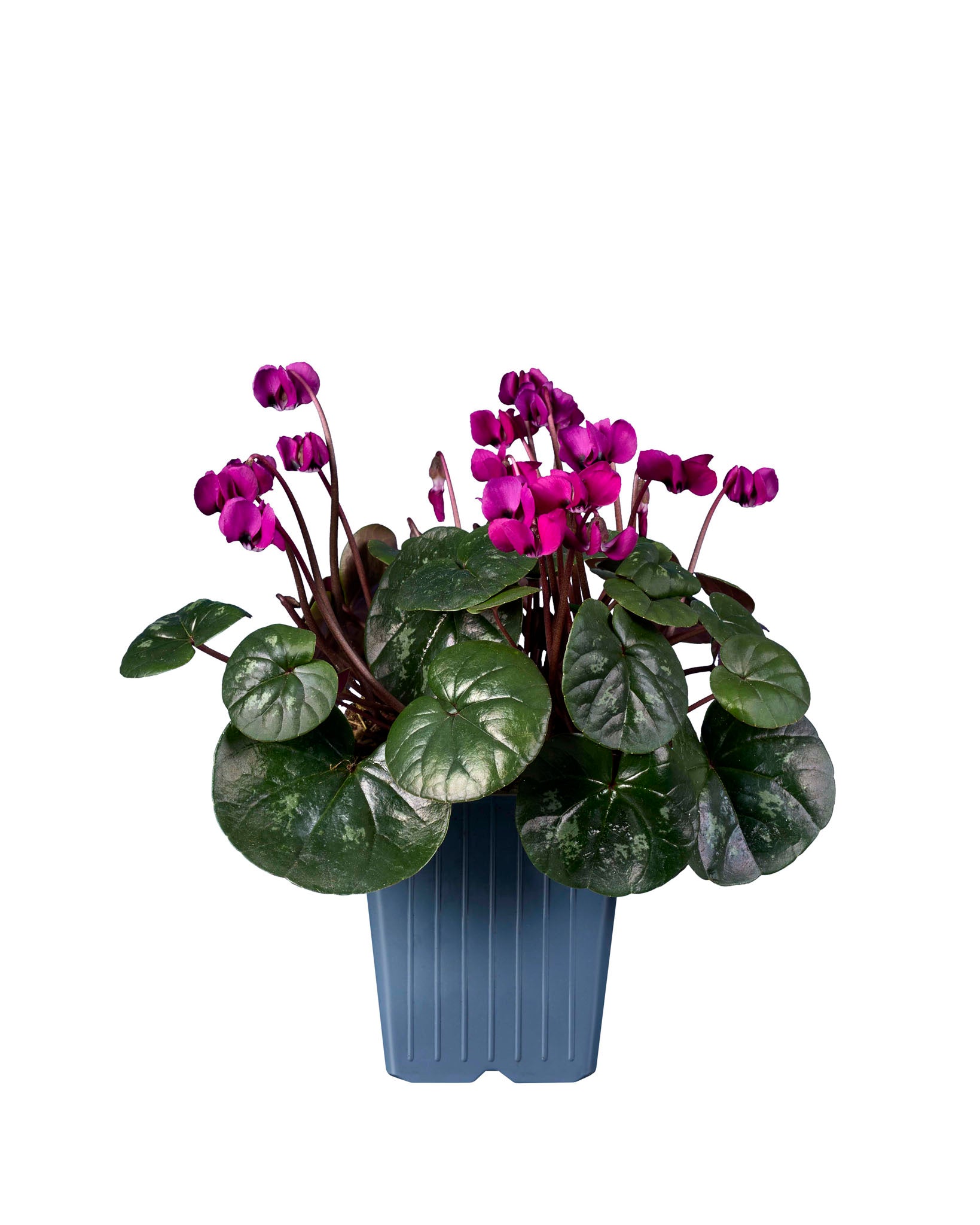 Cyclamen coum