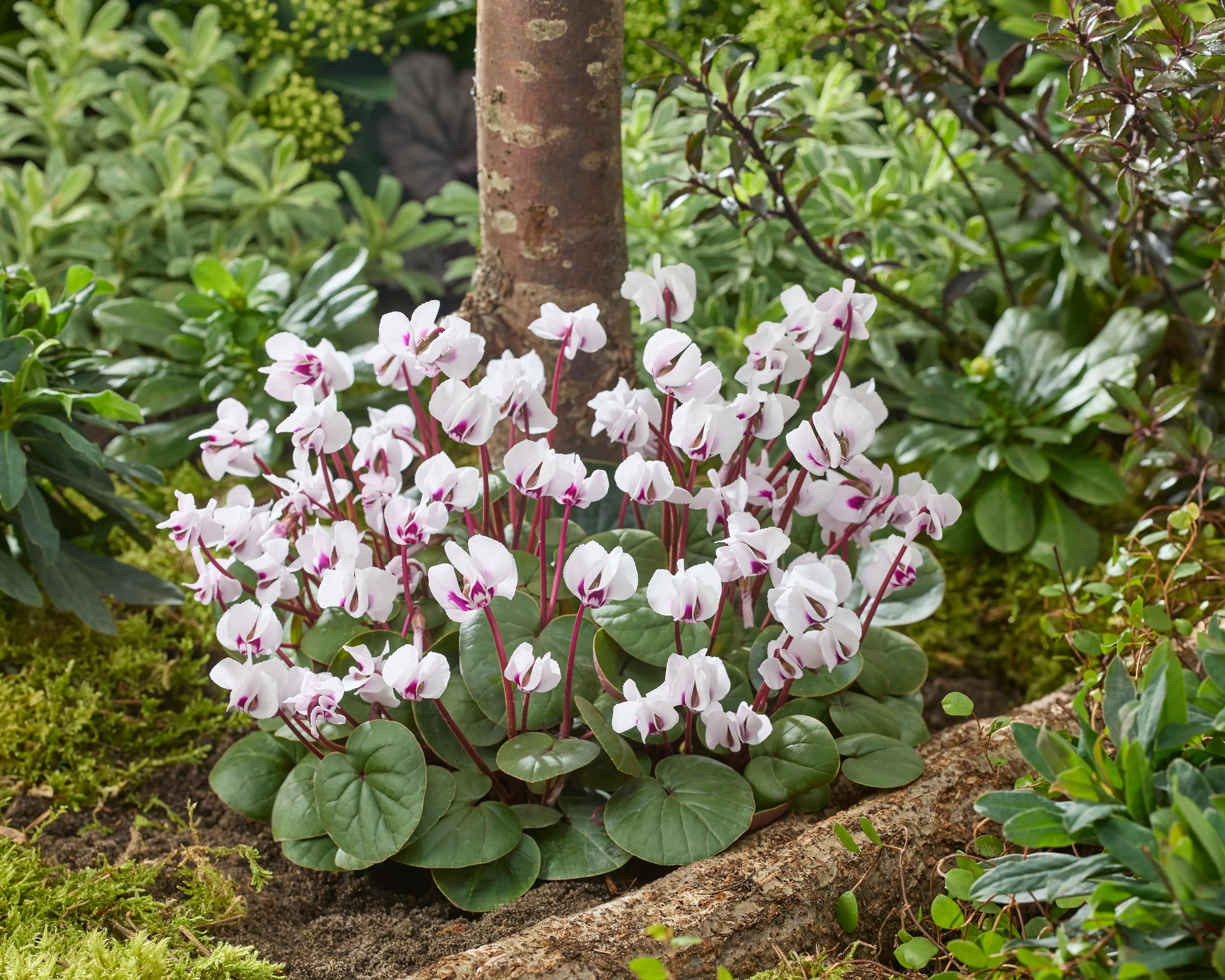 KOUMY® White green leaf