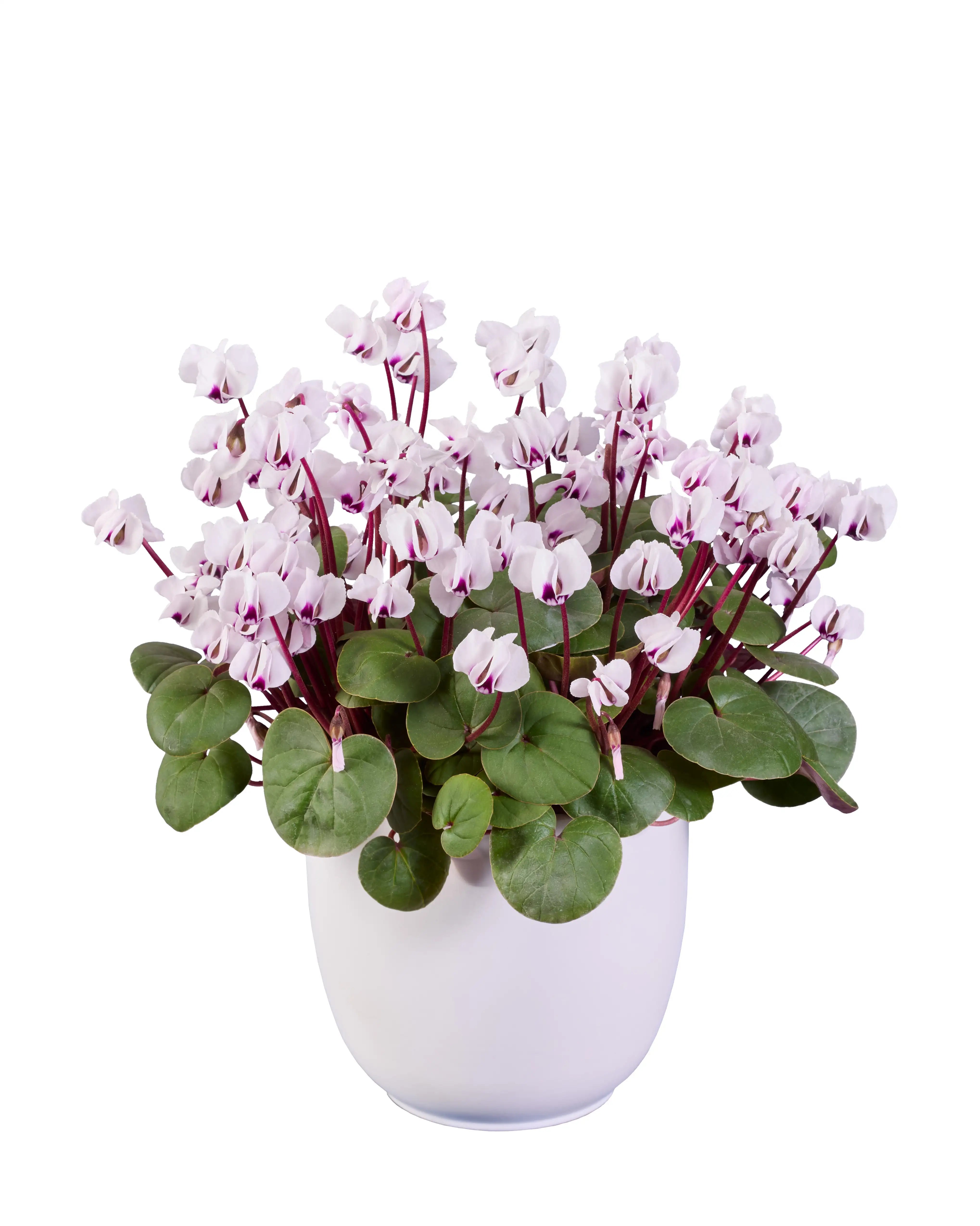 KOUMY® White green leaf
