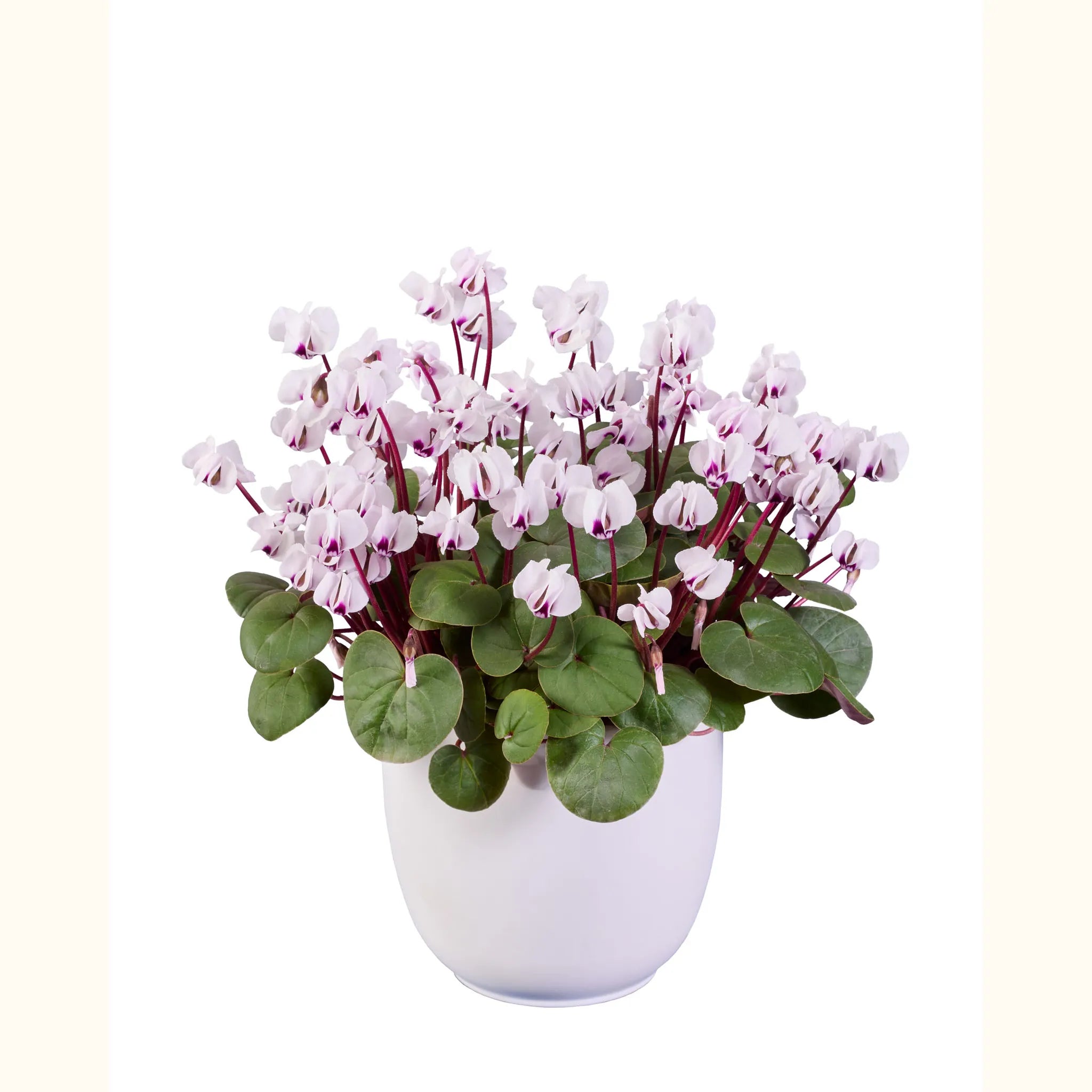 KOUMY® Bianco a foglia verde