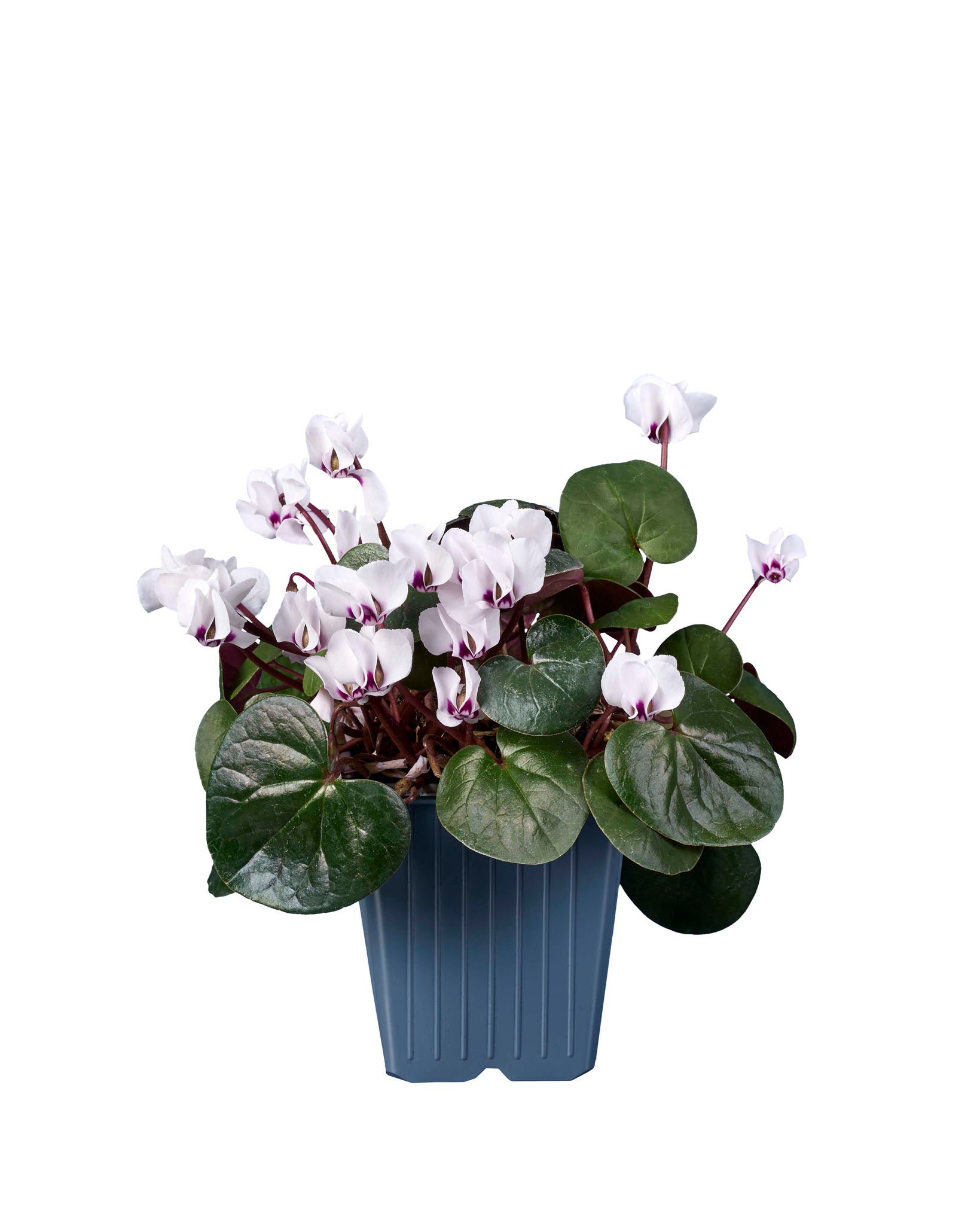 Cyclamen coum