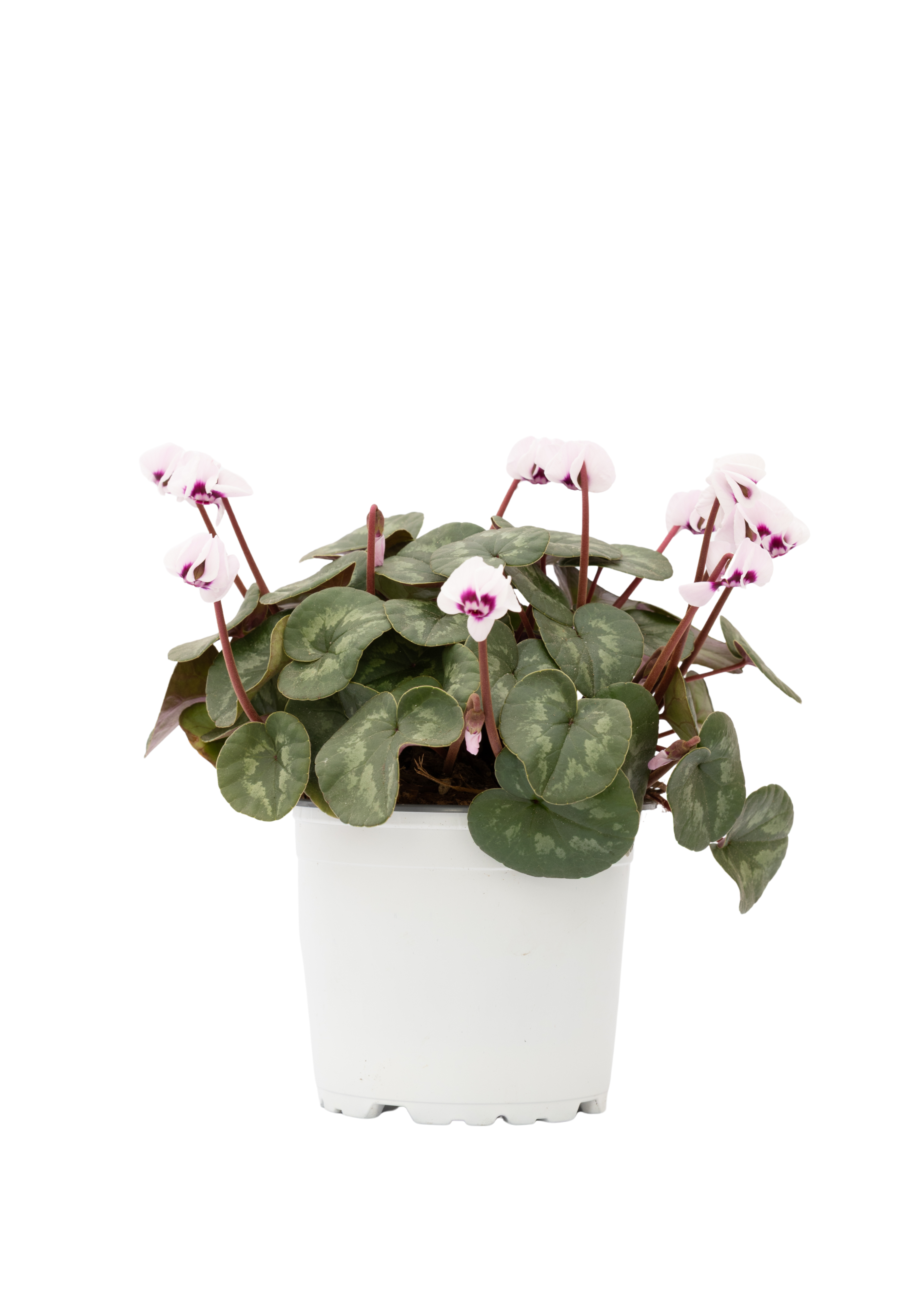 KOUMY® Light pink classic leaf