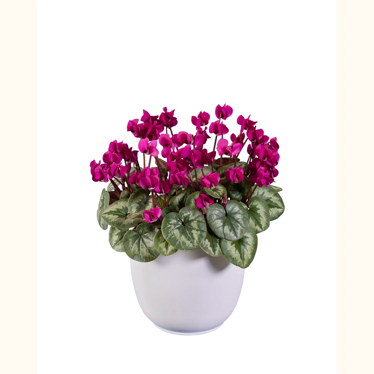 KOUMY® Rose foncé feuillage classique