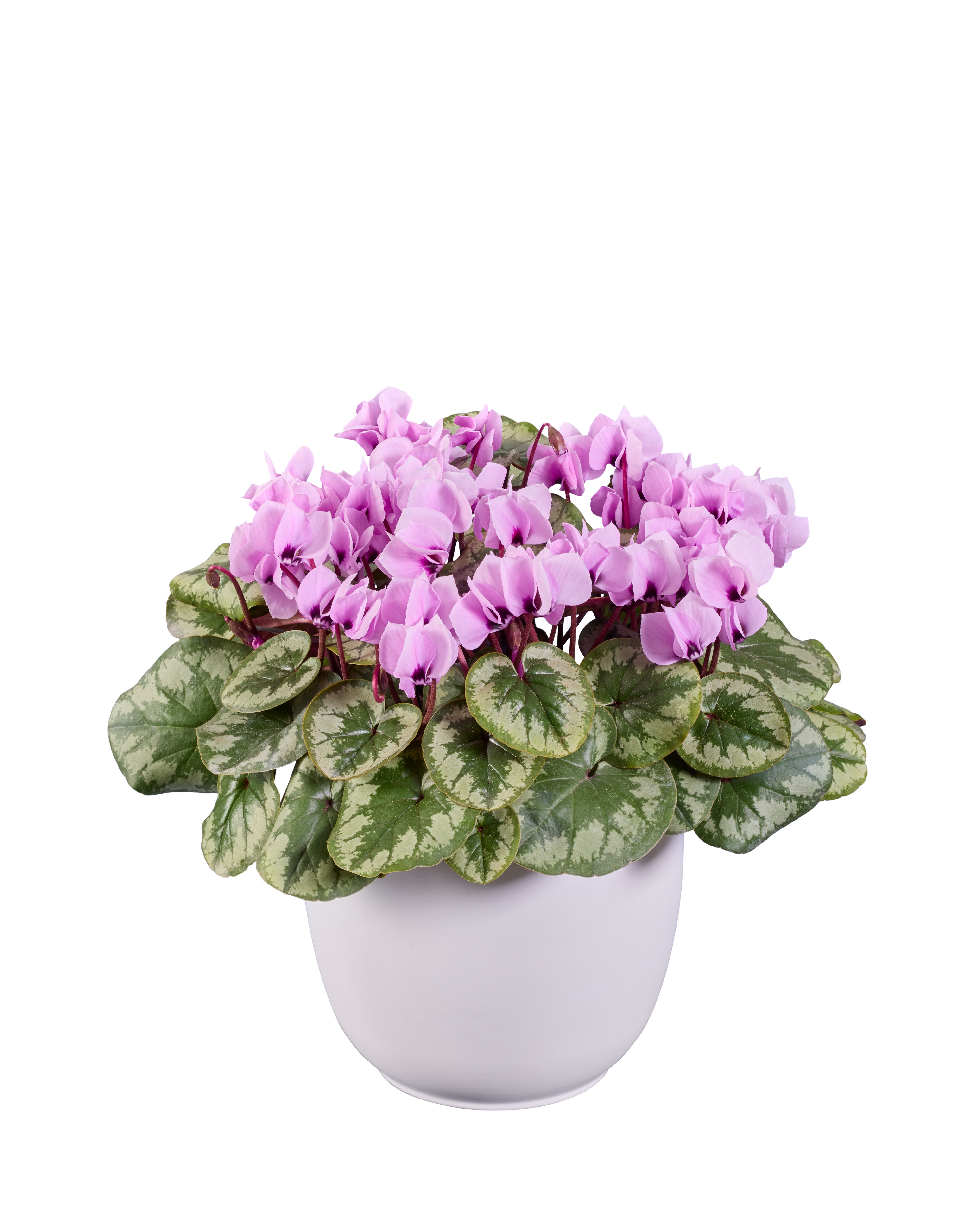 KOUMY® Light pink marbled leaf exp.