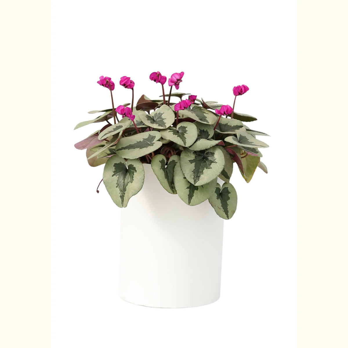 Cyclamen coum