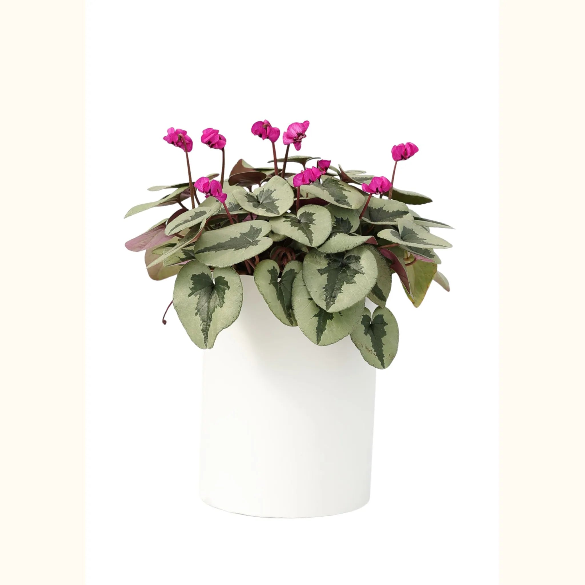 Cyclamen coum