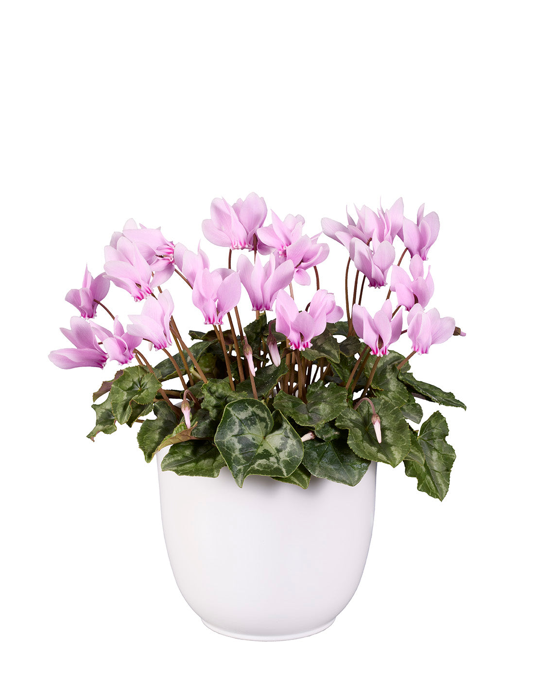 Cyclamen hederifolium