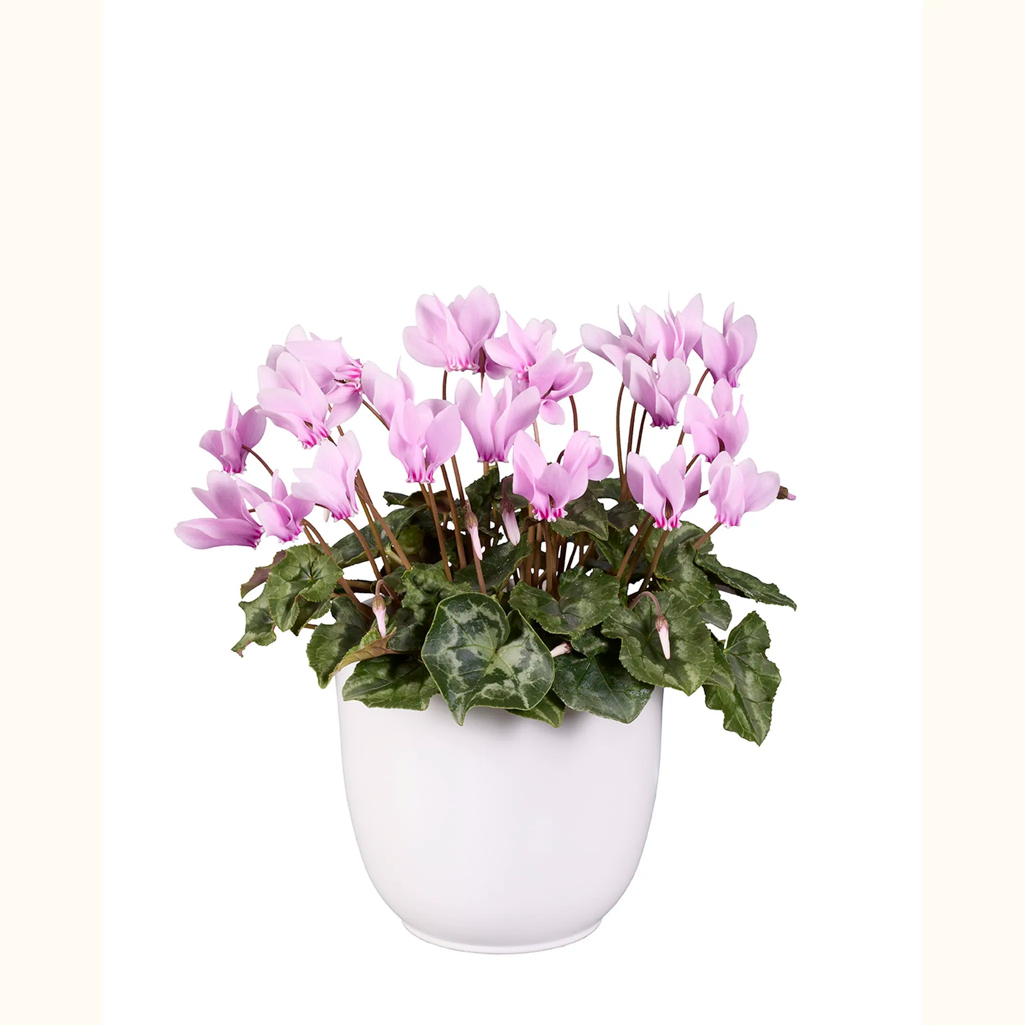 Cyclamen hederifolium