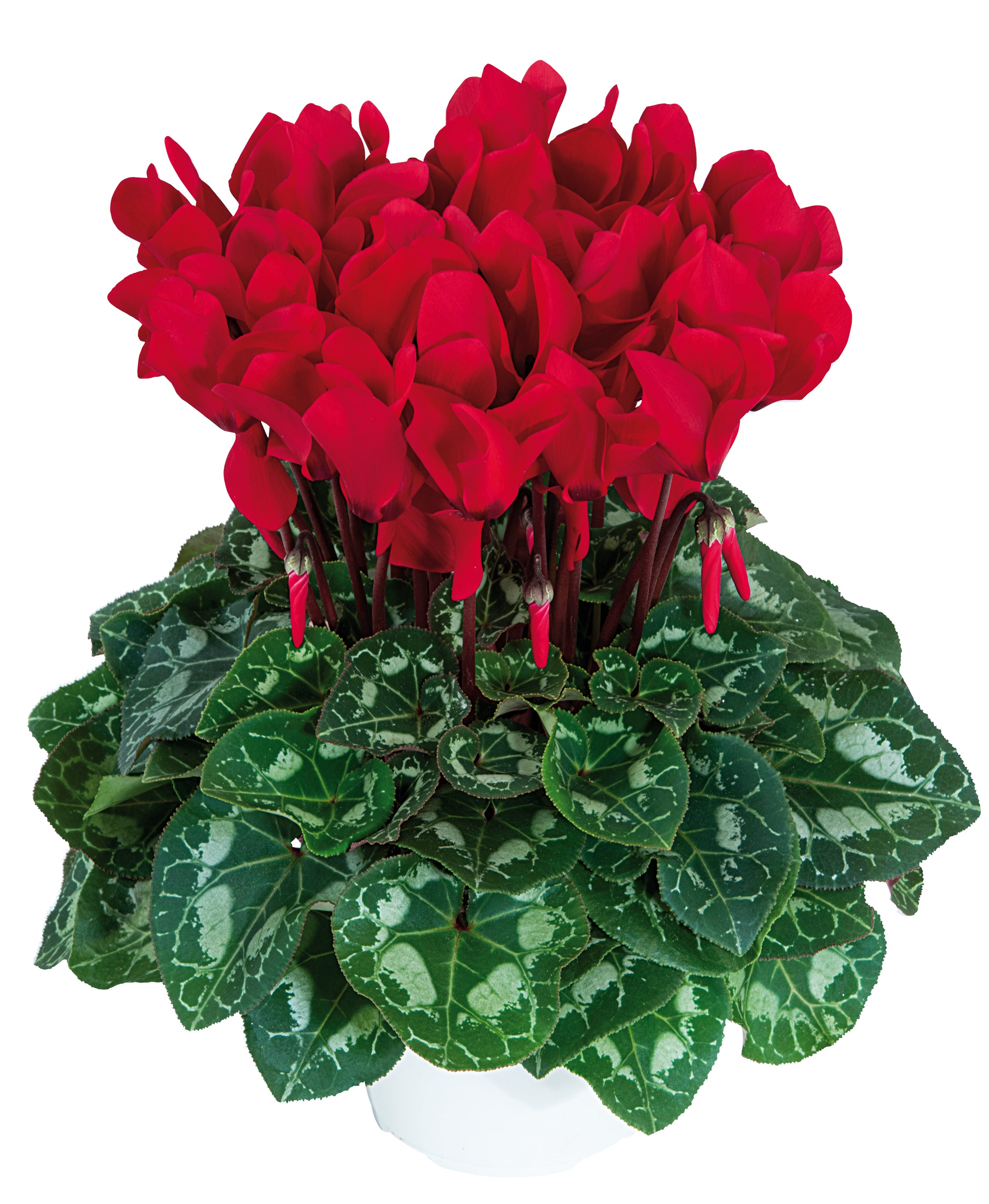 LATINIA® Scarlet red