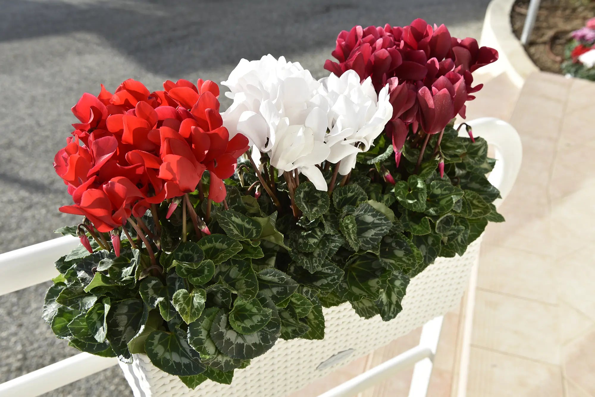 LATINIA® SUCCESS® Bright red