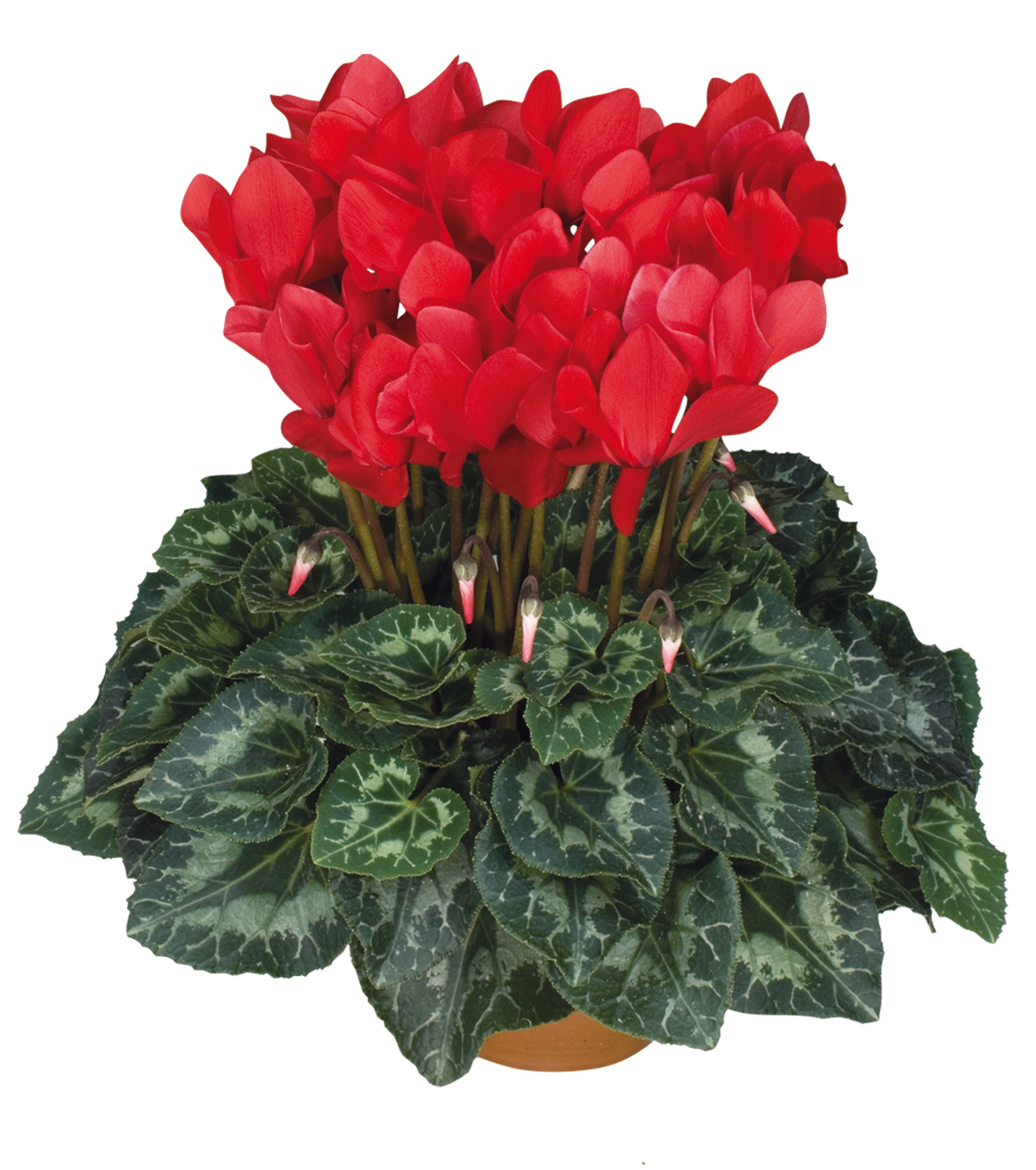 LATINIA® SUCCESS® Bright red