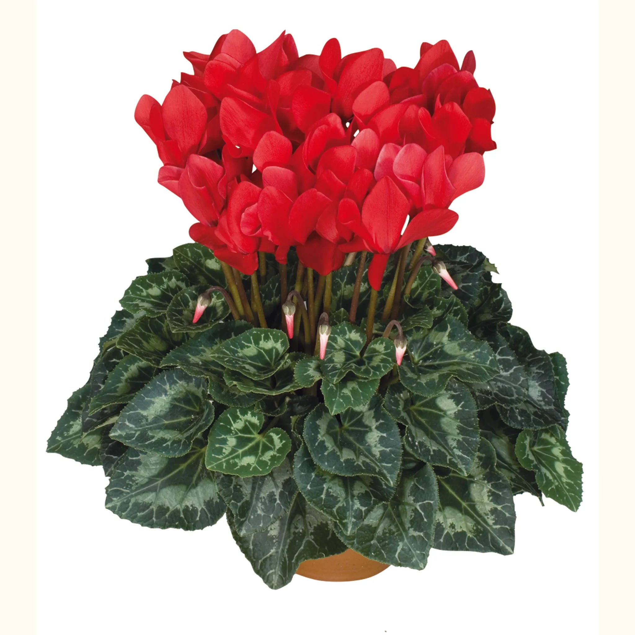 Latinia® SUCCESS® Bright red
