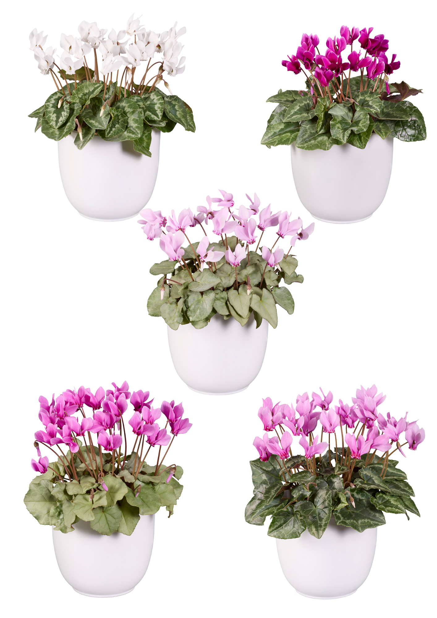 LIFY® Mix all leaves