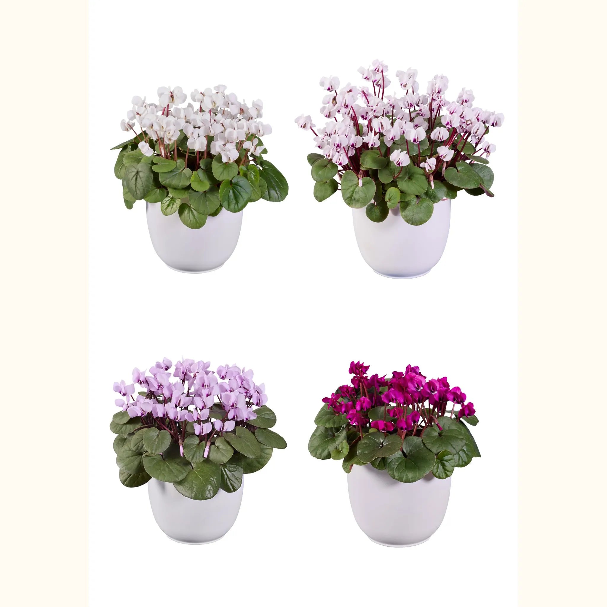 KOUMY® Mix green leaf exp.