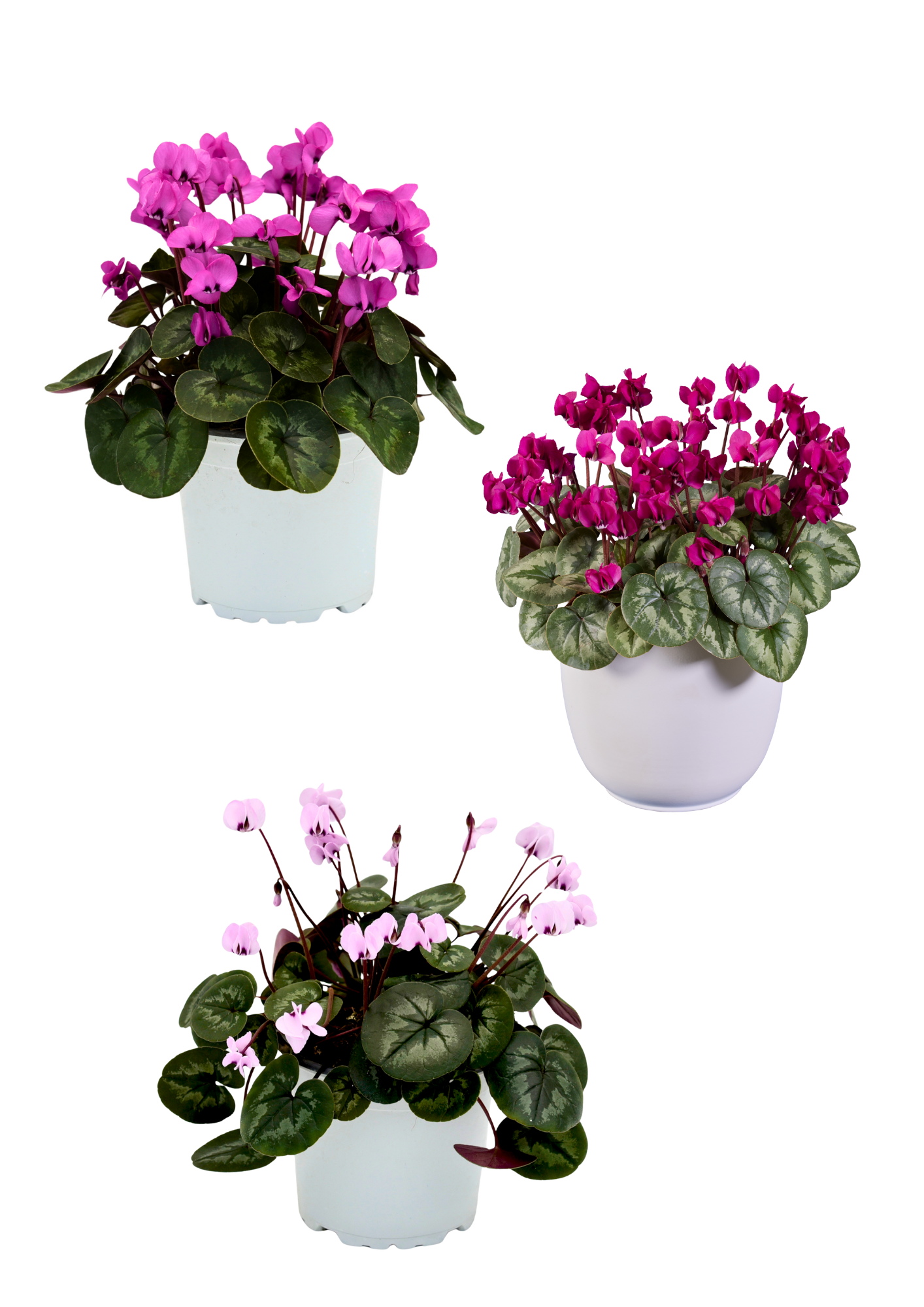 KOUMY® Mix classic leaf exp.