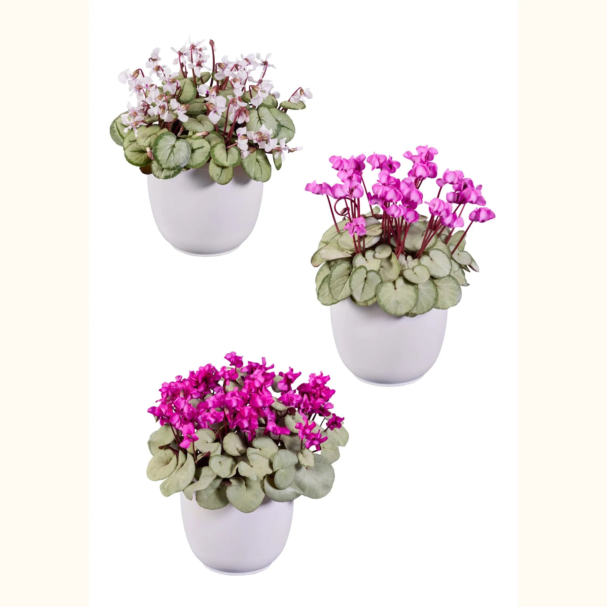 KOUMY® Mix silverleaf exp.