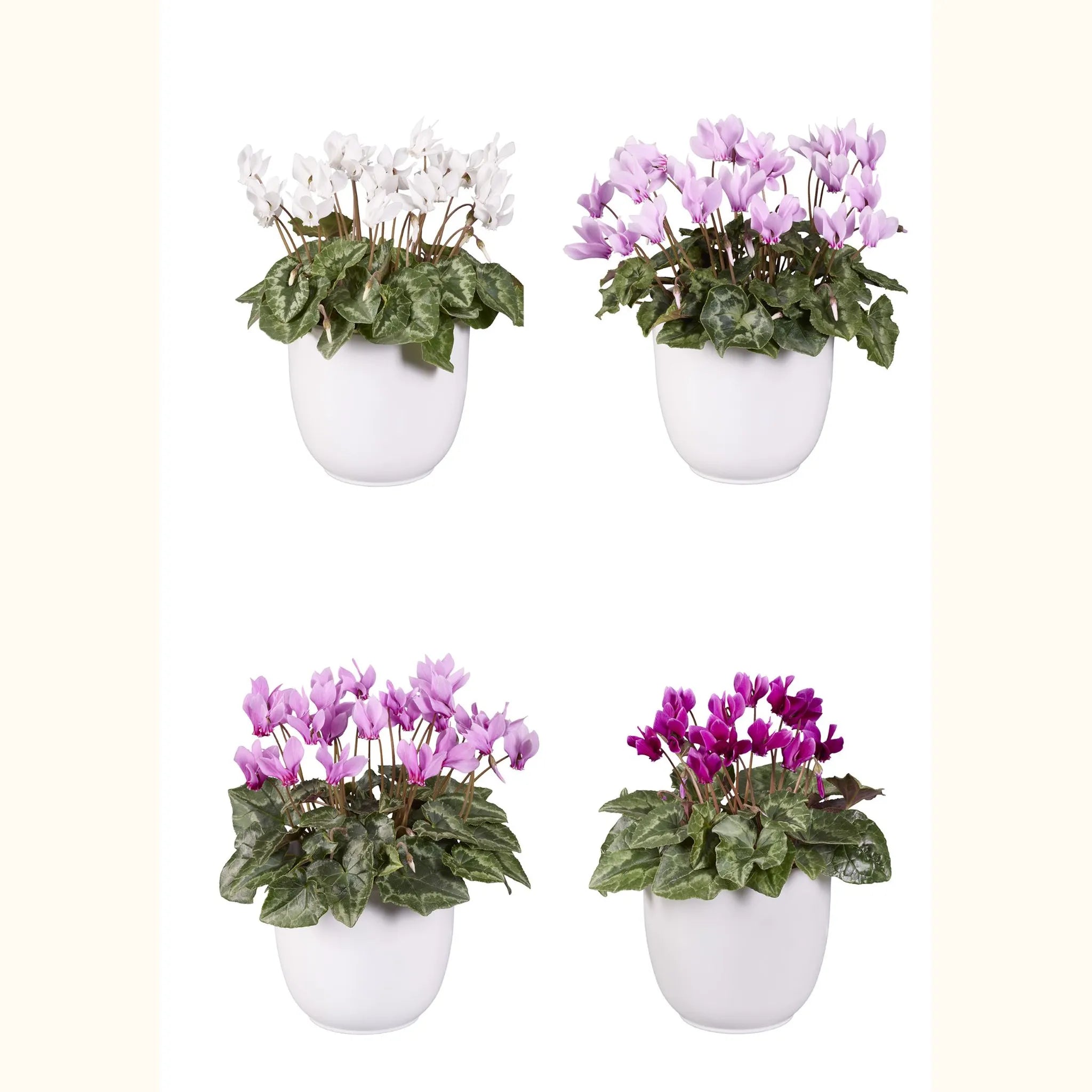 LIFY® Assortito a foglia classica