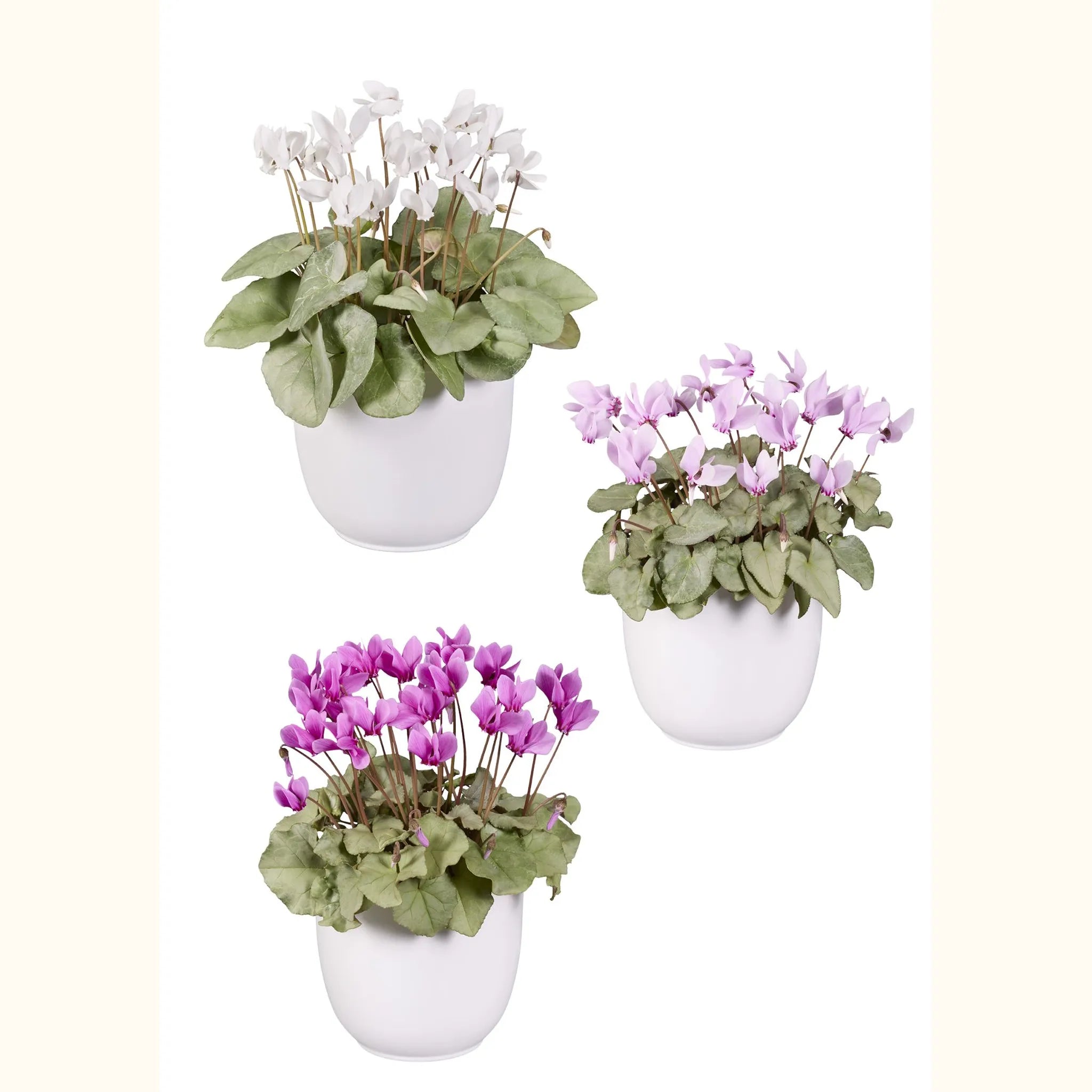 LIFY® Assortito a foglia platinata