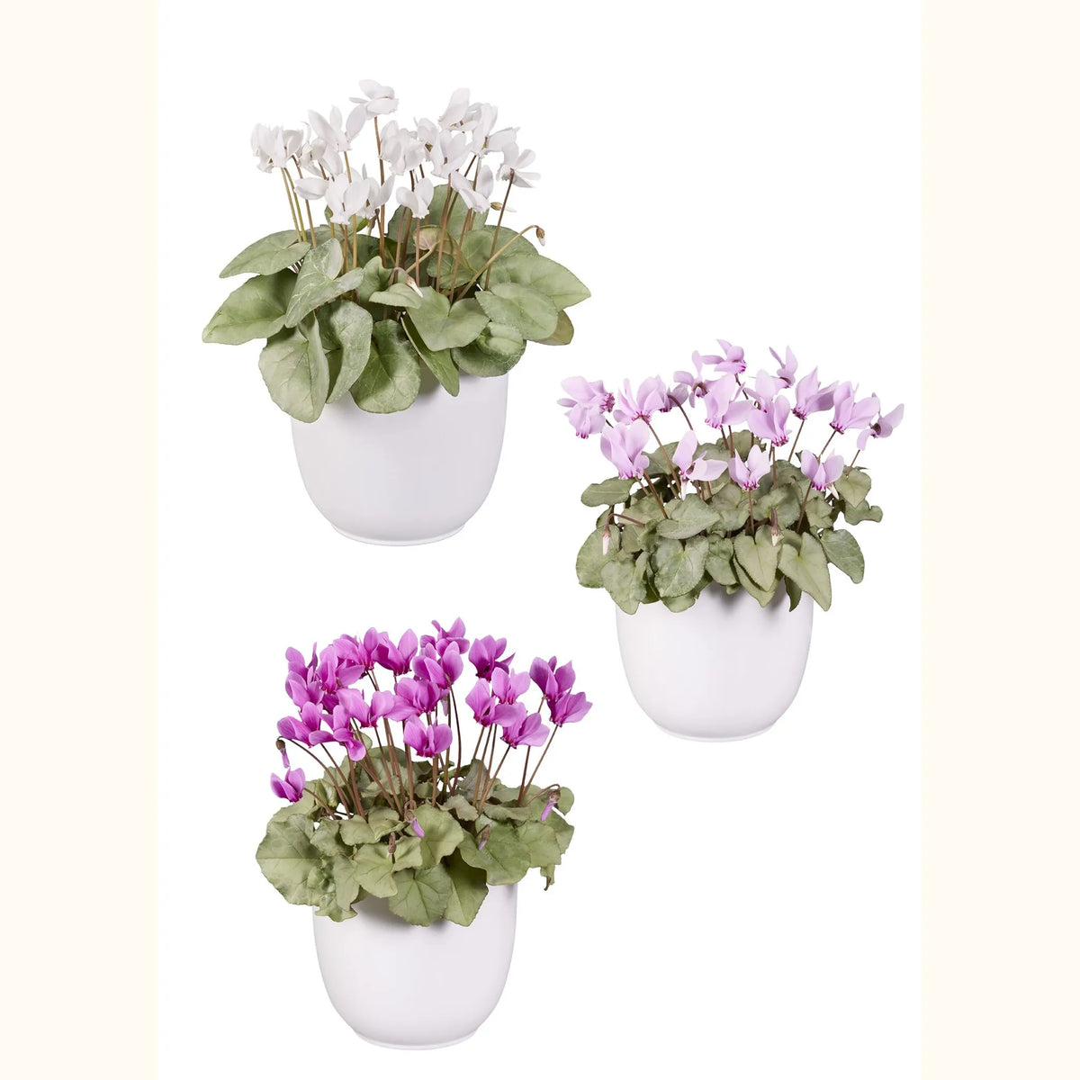 LIFY® Mix platinum leaf
