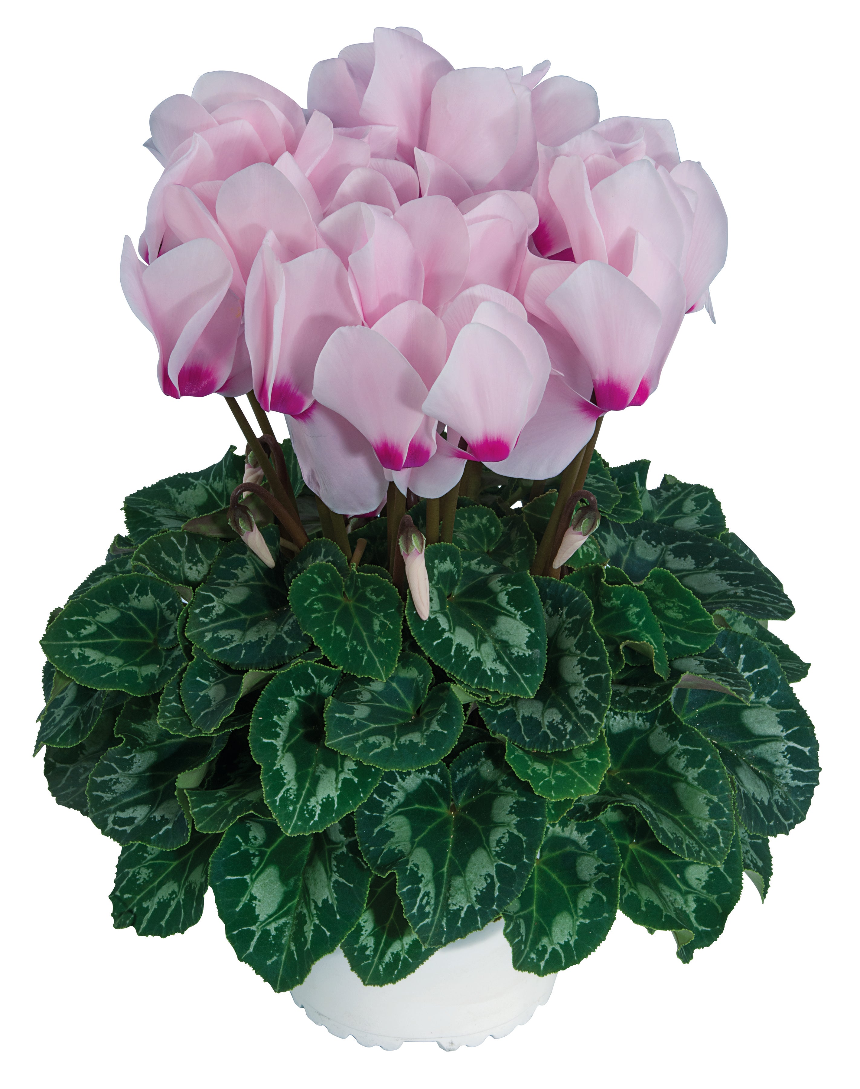 LATINIA® SUCCESS® Light pink with eye
