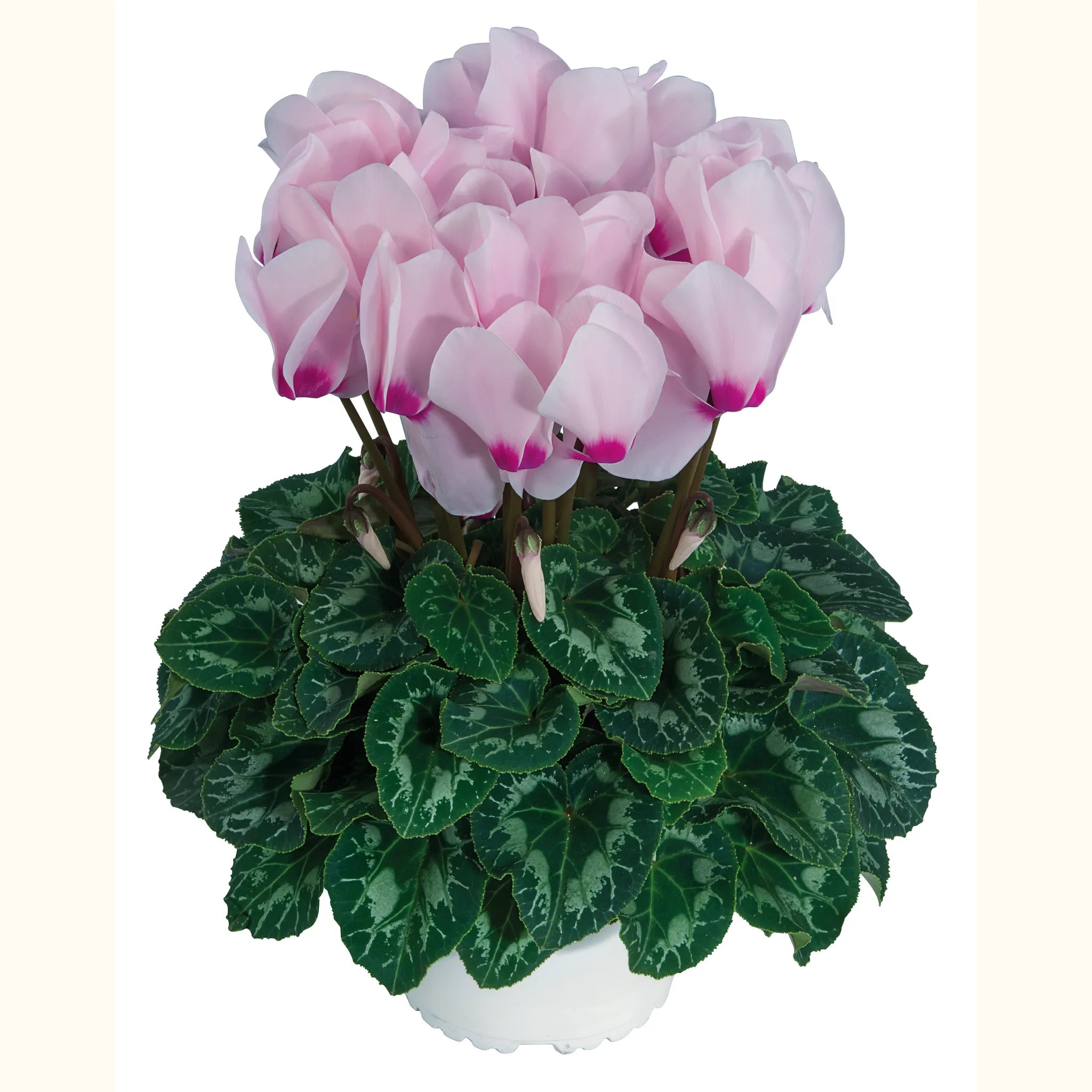 Latinia® SUCCESS® Light pink with eye