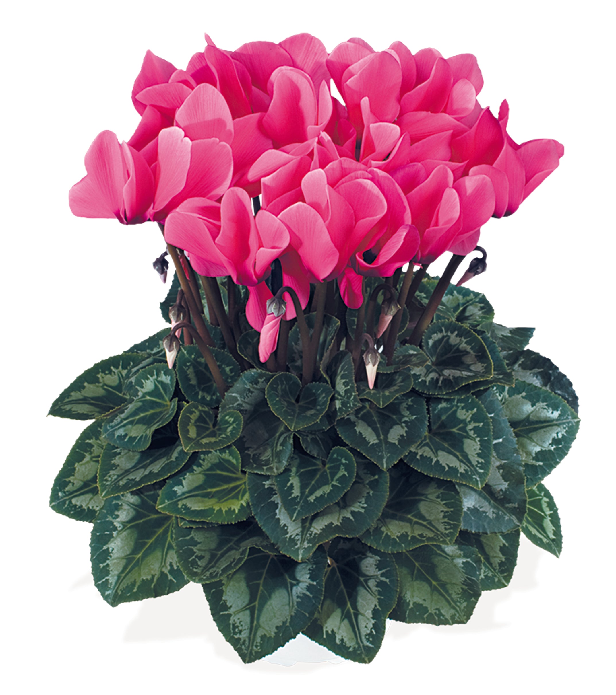 LATINIA® SUCCESS® Rose