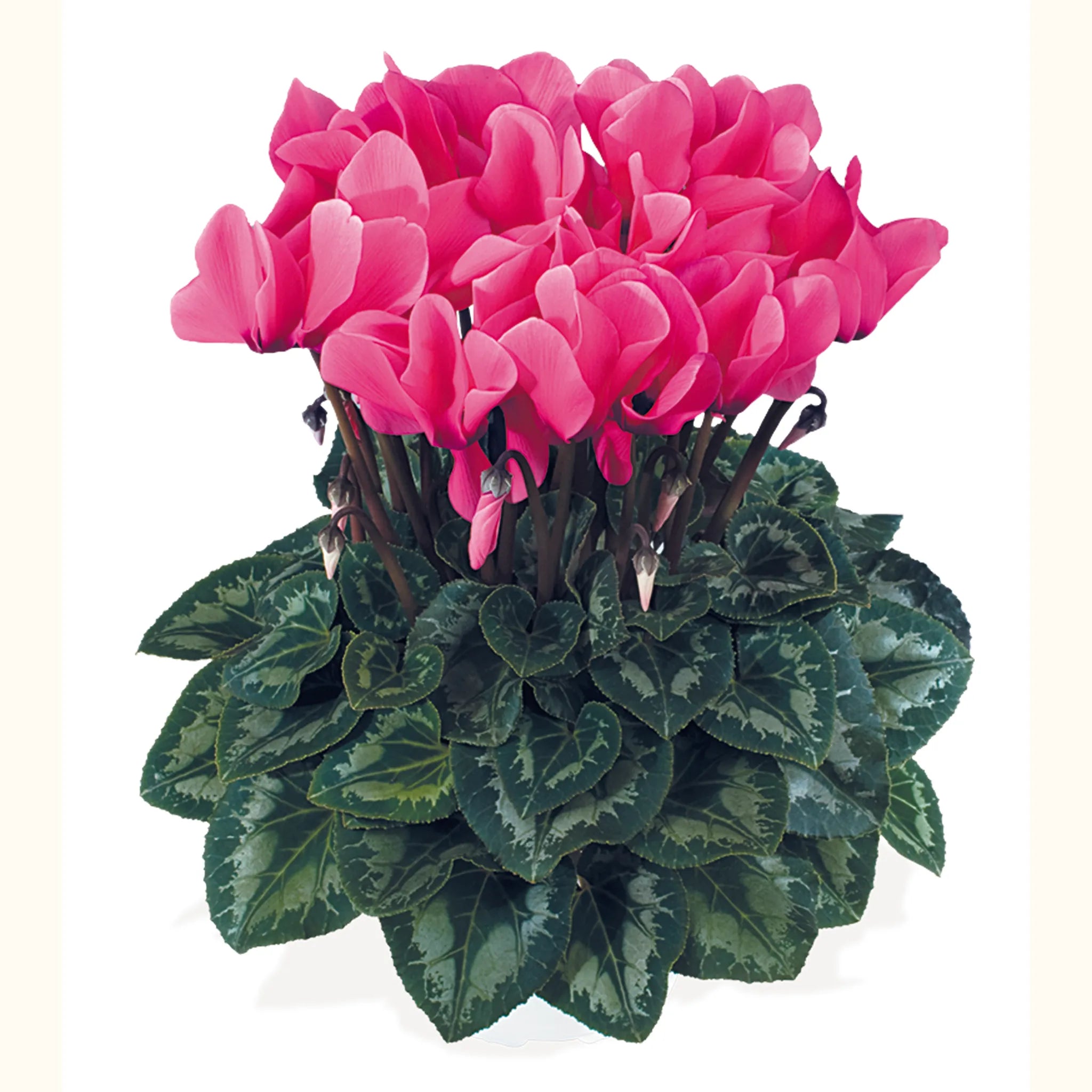 Latinia® SUCCESS® Rose