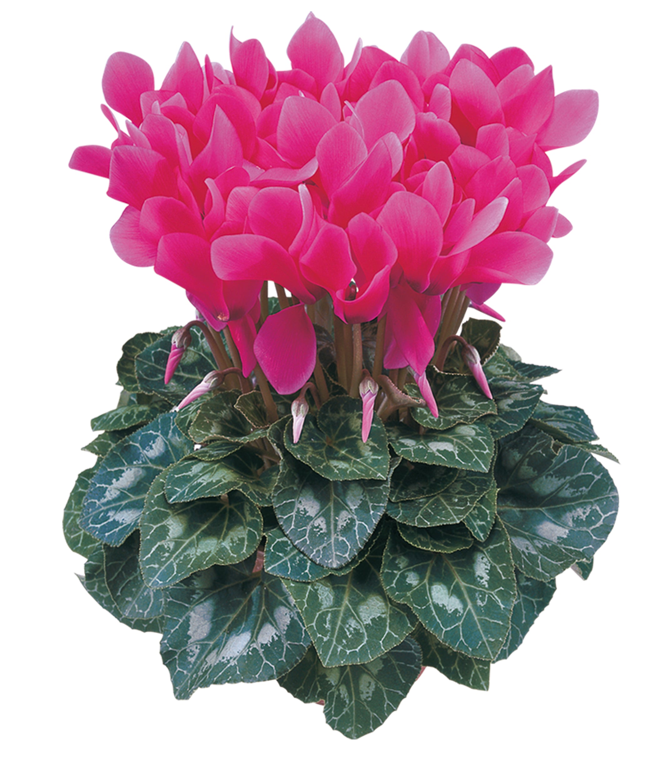 LATINIA® Deep rose