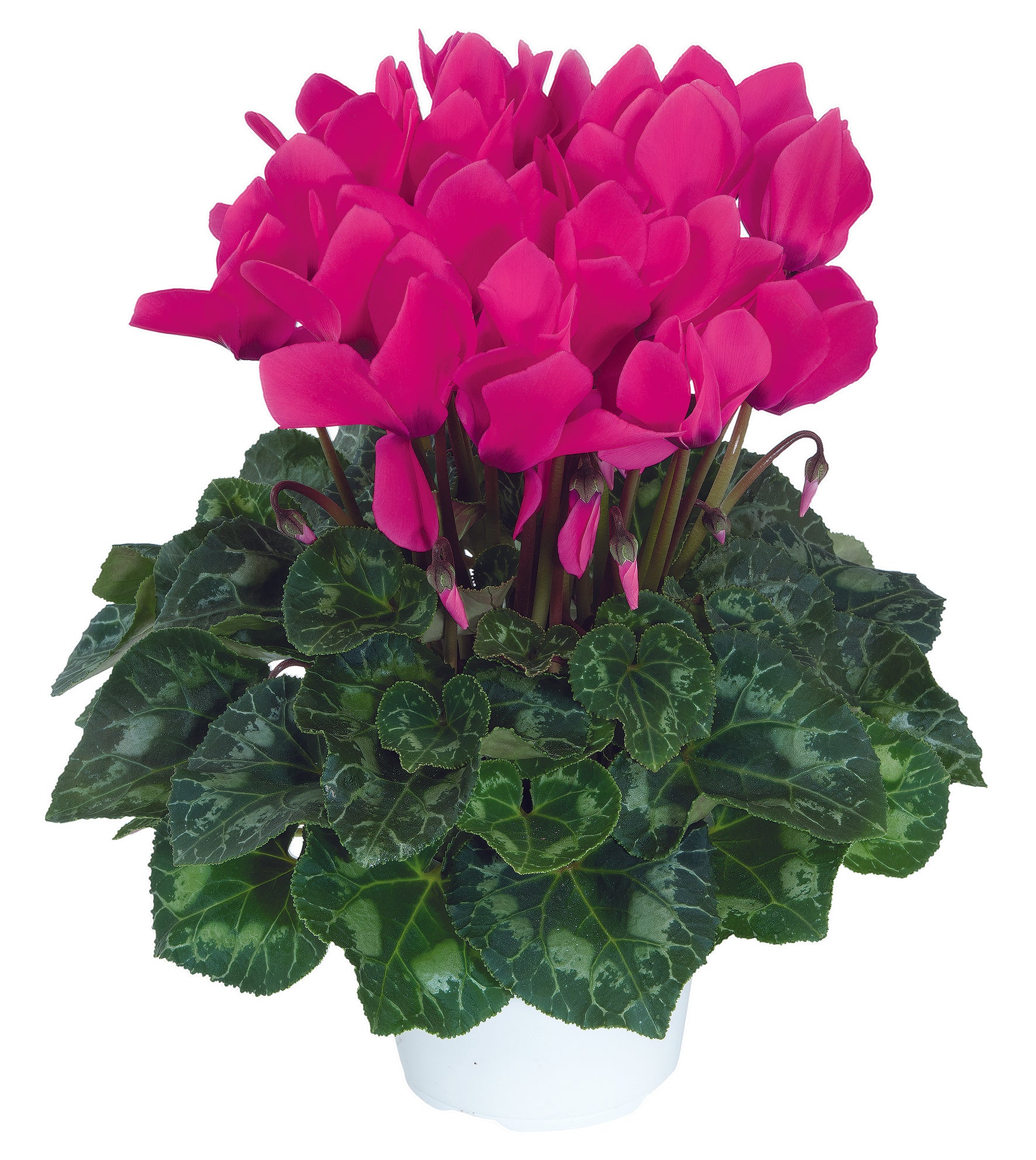 LATINIA® SUCCESS® Neon rose