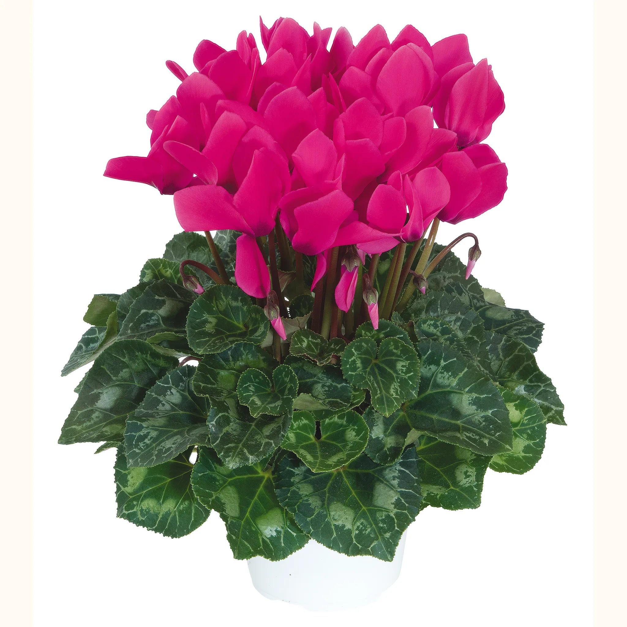 Latinia® SUCCESS® Neon rose