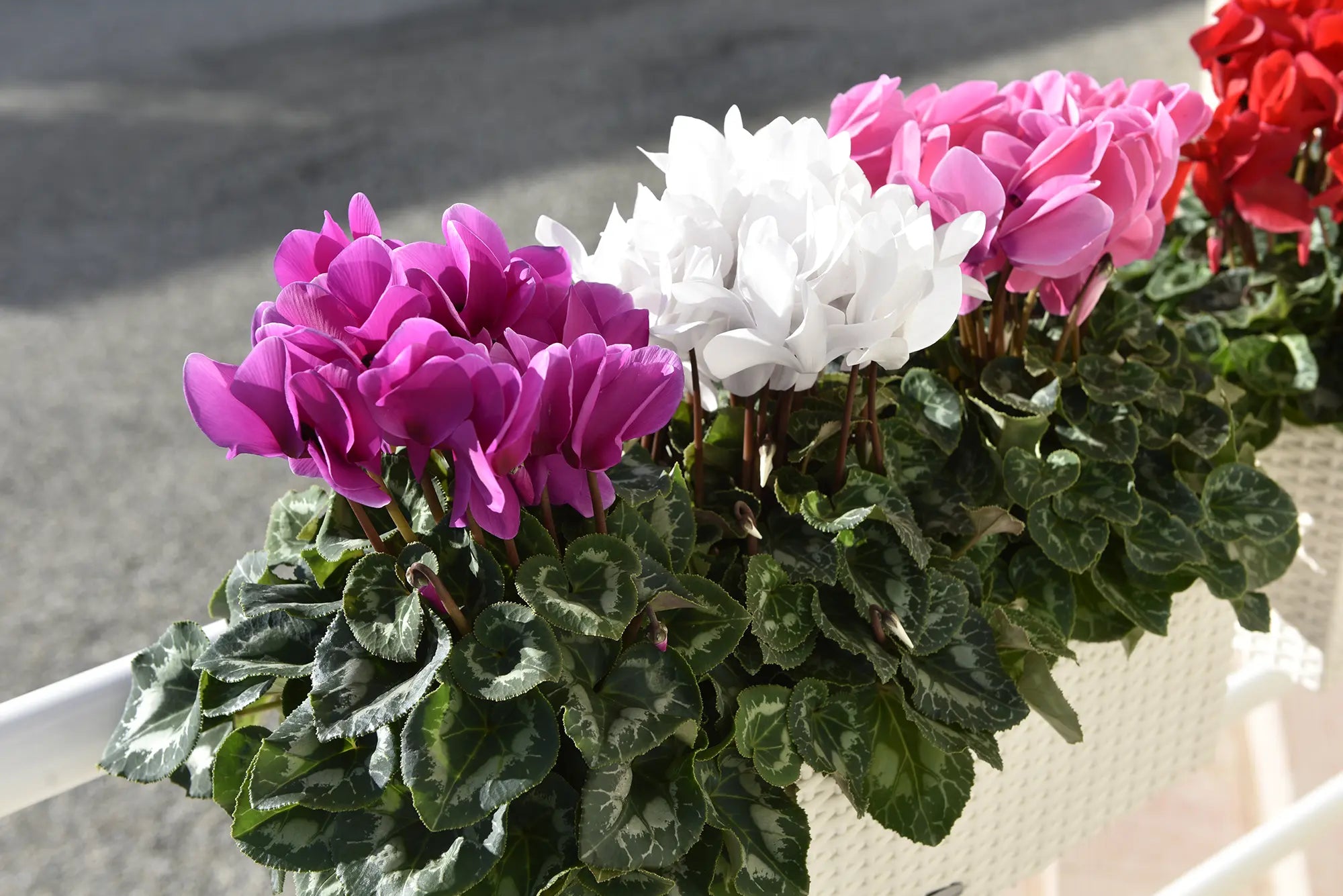 LATINIA® SUCCESS® Candy pink