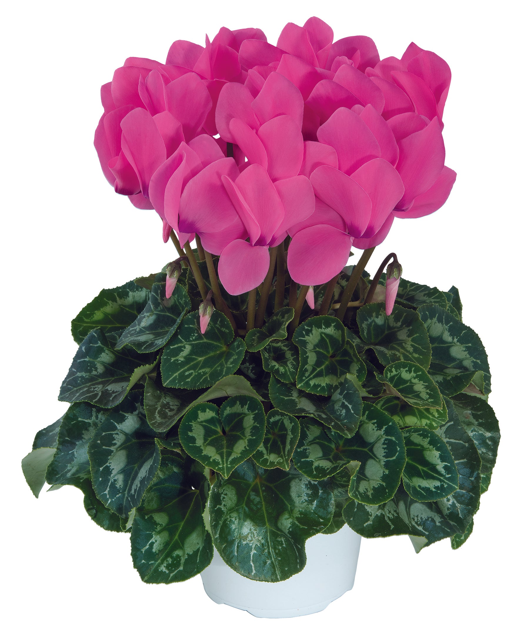 LATINIA® SUCCESS® Candy pink