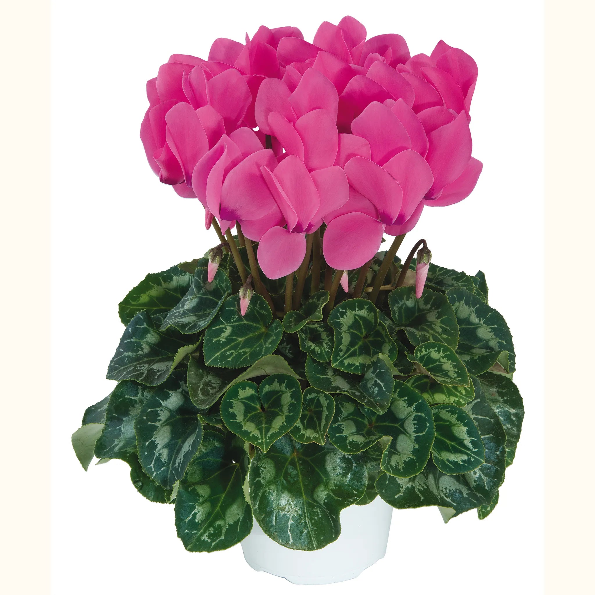 Latinia® SUCCESS® Candy pink