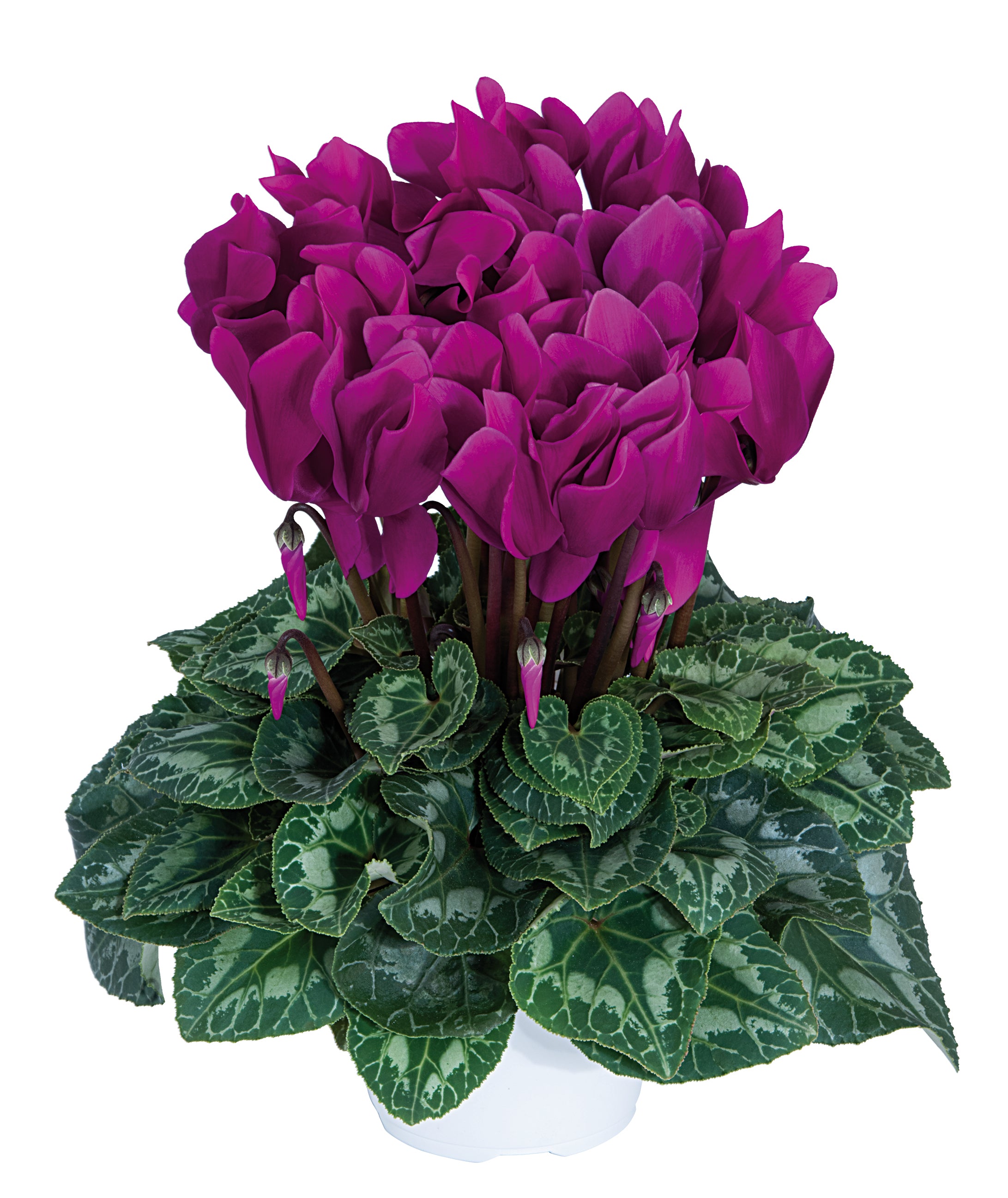 LATINIA® Purple